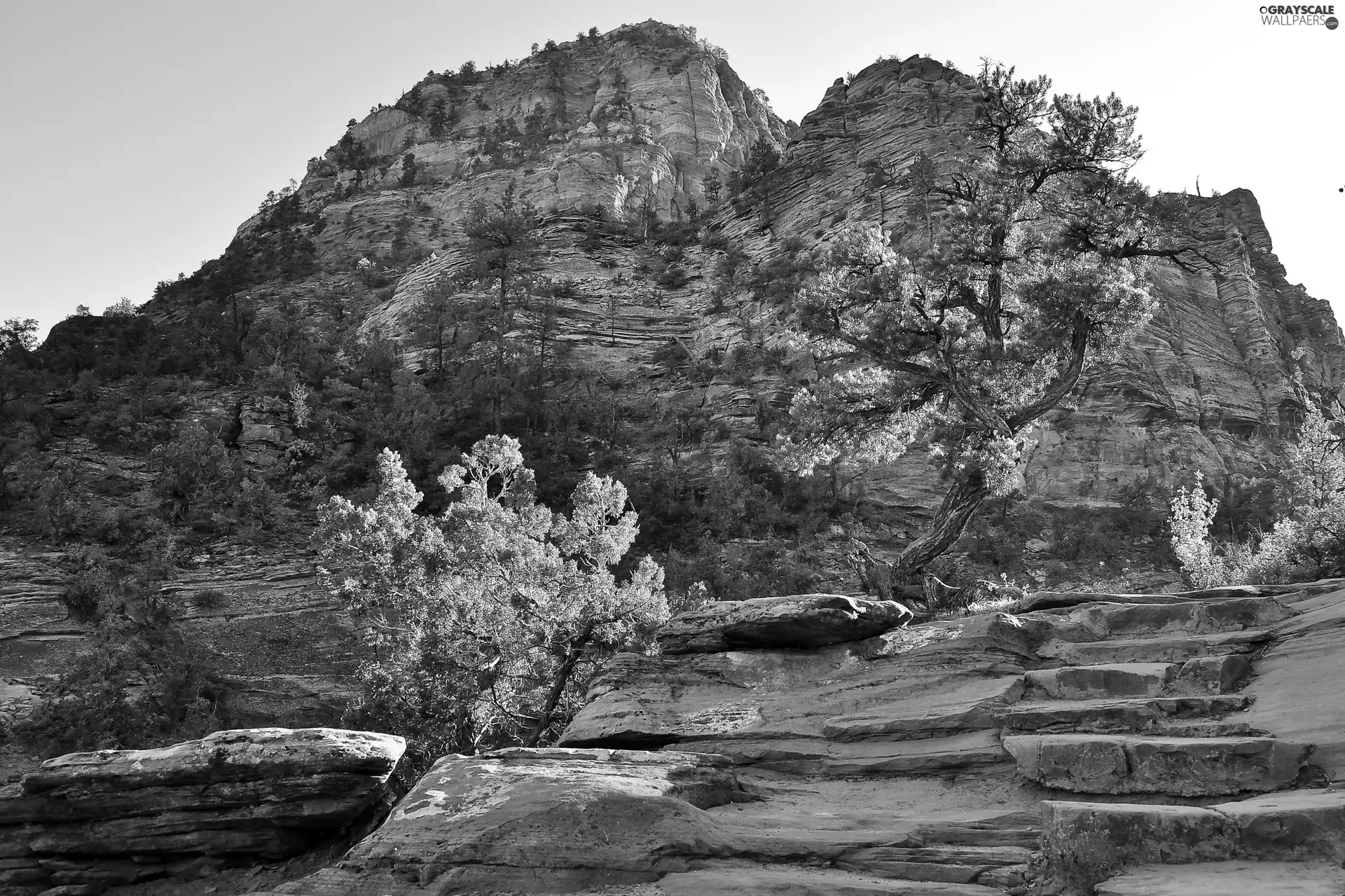 viewes, canyon, trees