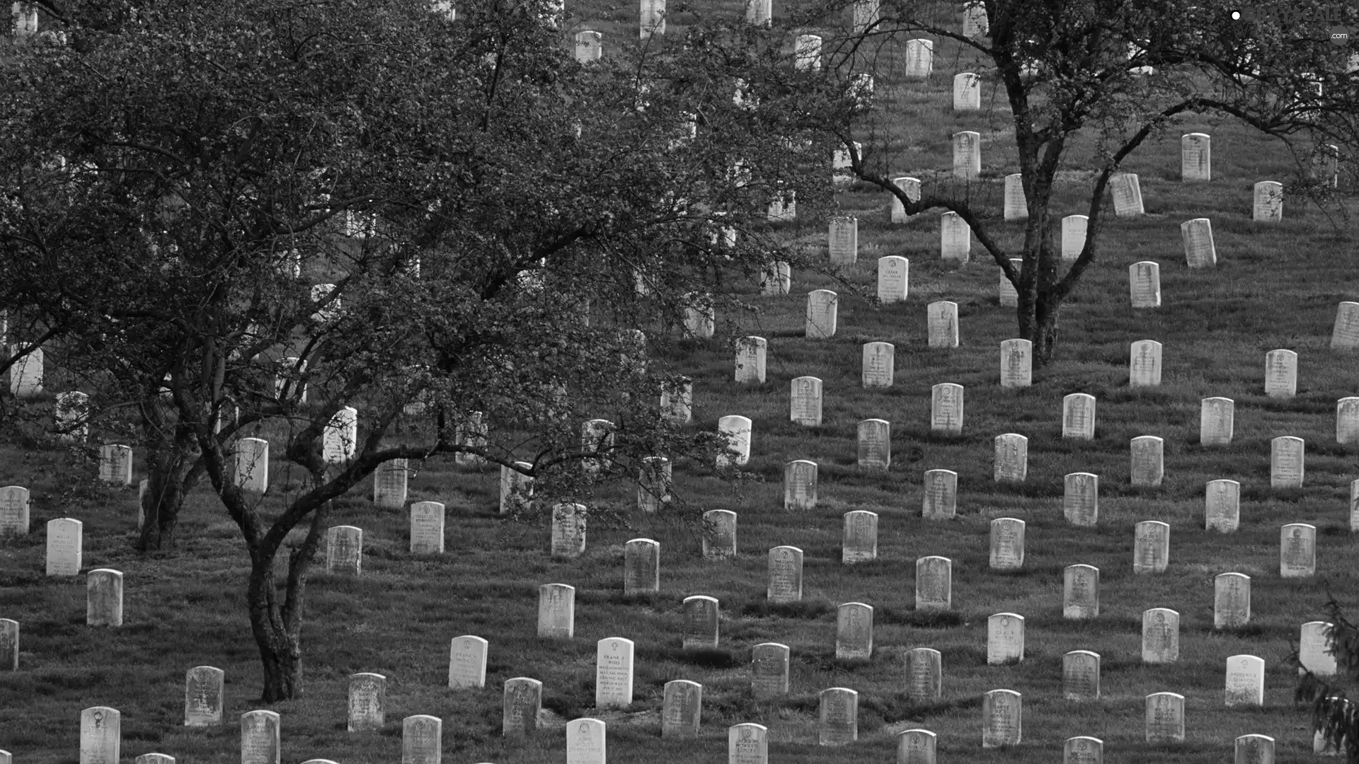 viewes, cemetery, trees