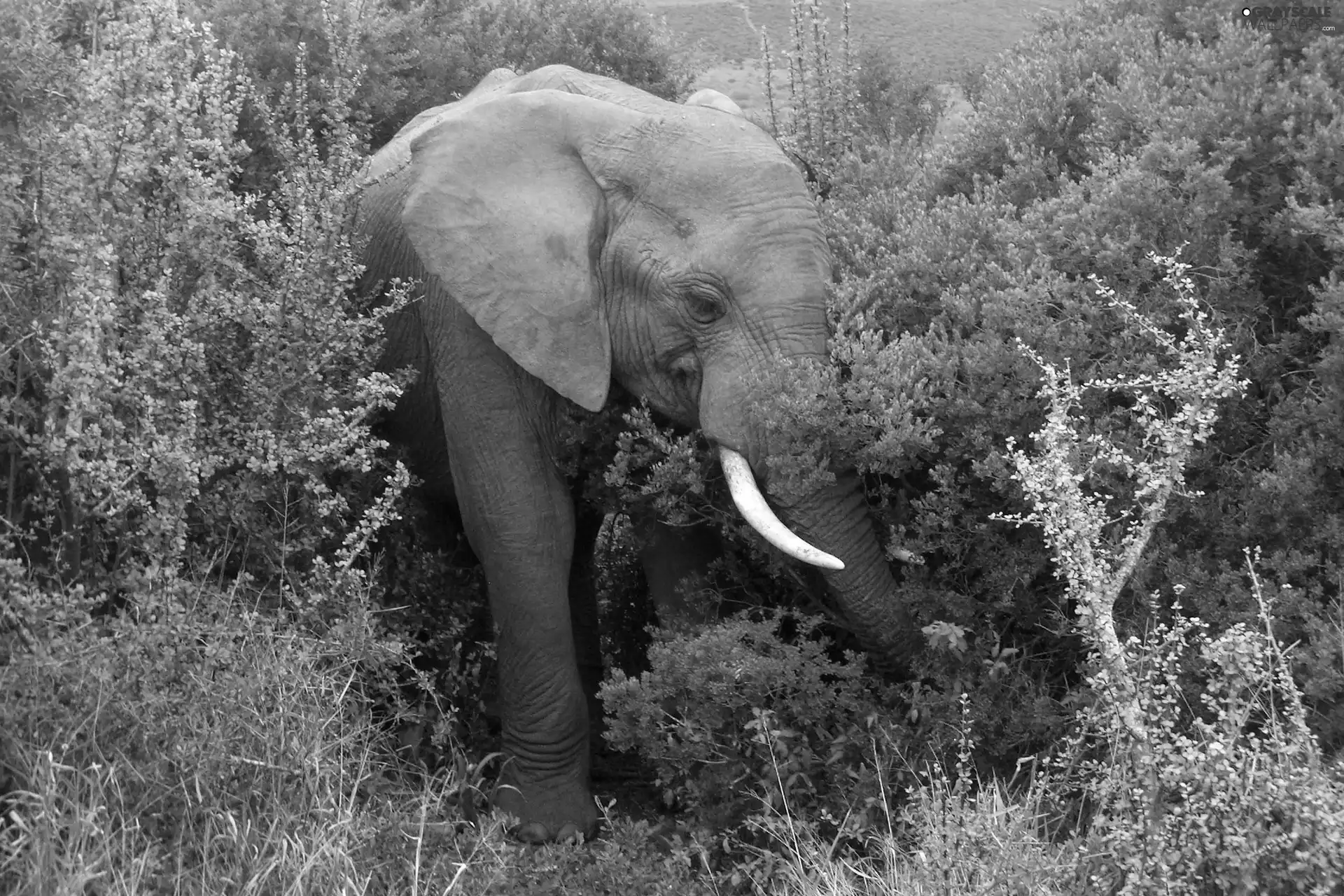 viewes, Elephant, trees