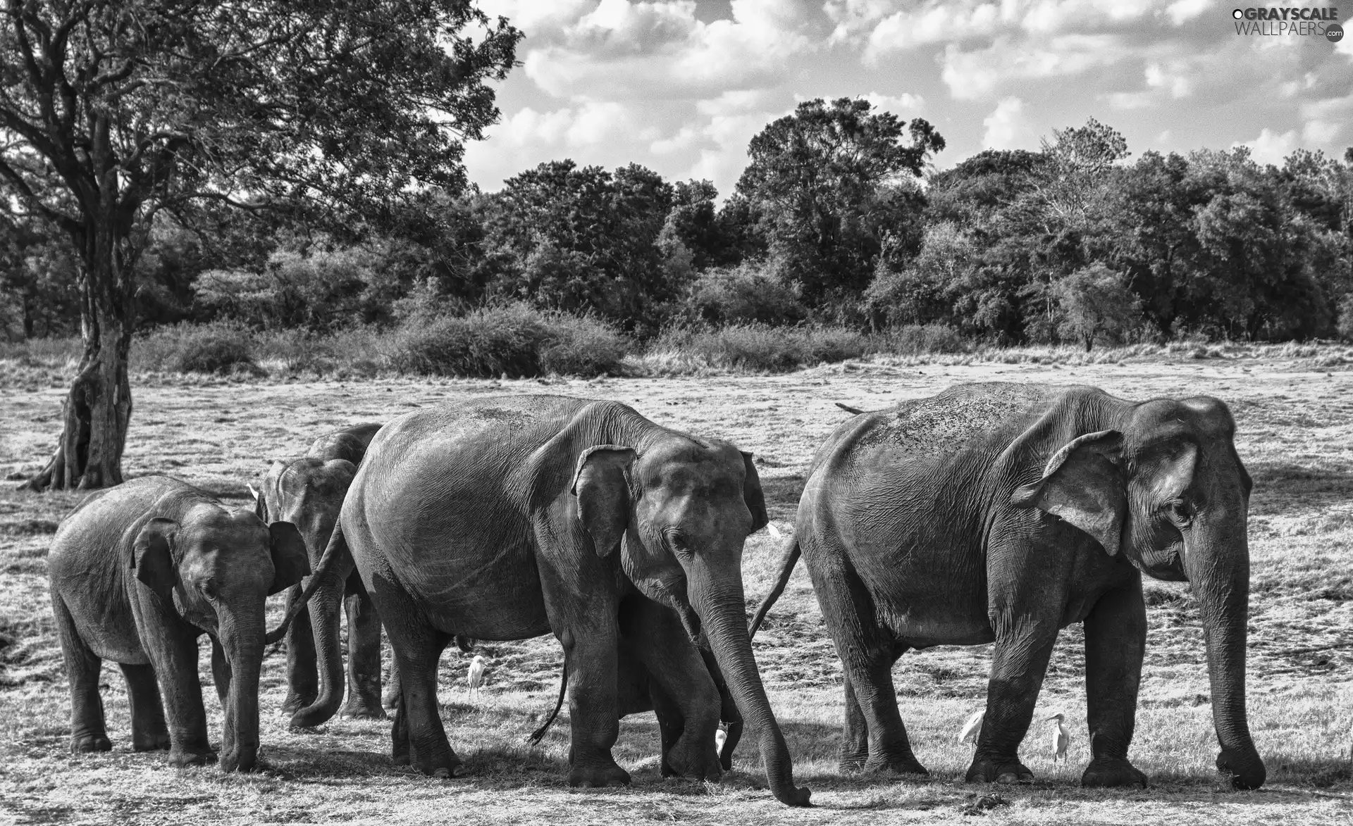 viewes, Elephants, trees