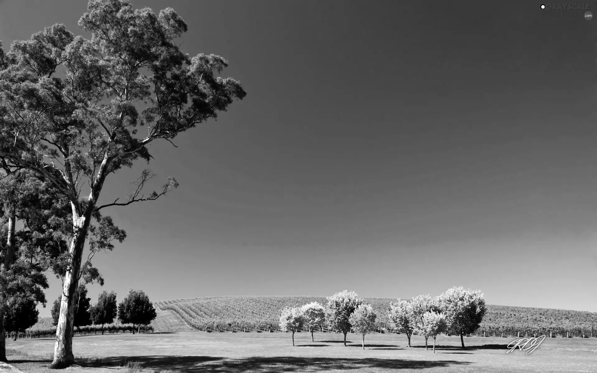 viewes, Field, trees