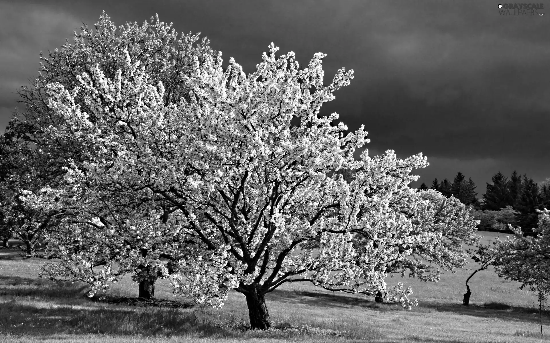 viewes, flourishing, trees