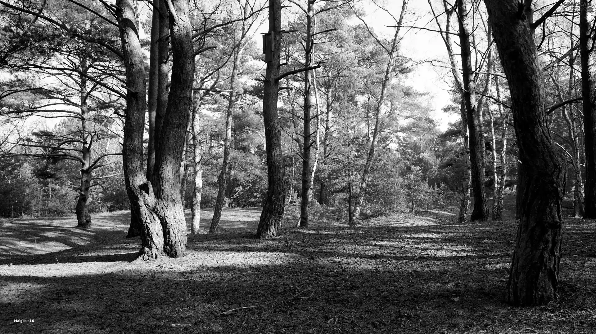 viewes, forest, trees