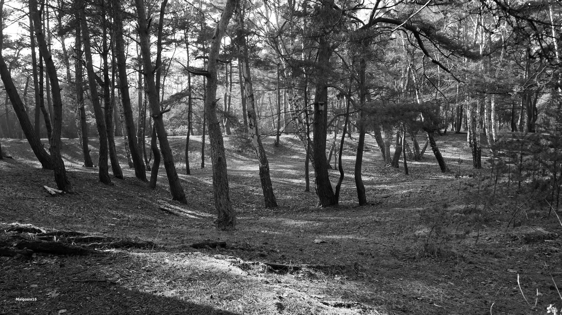 viewes, forest, trees