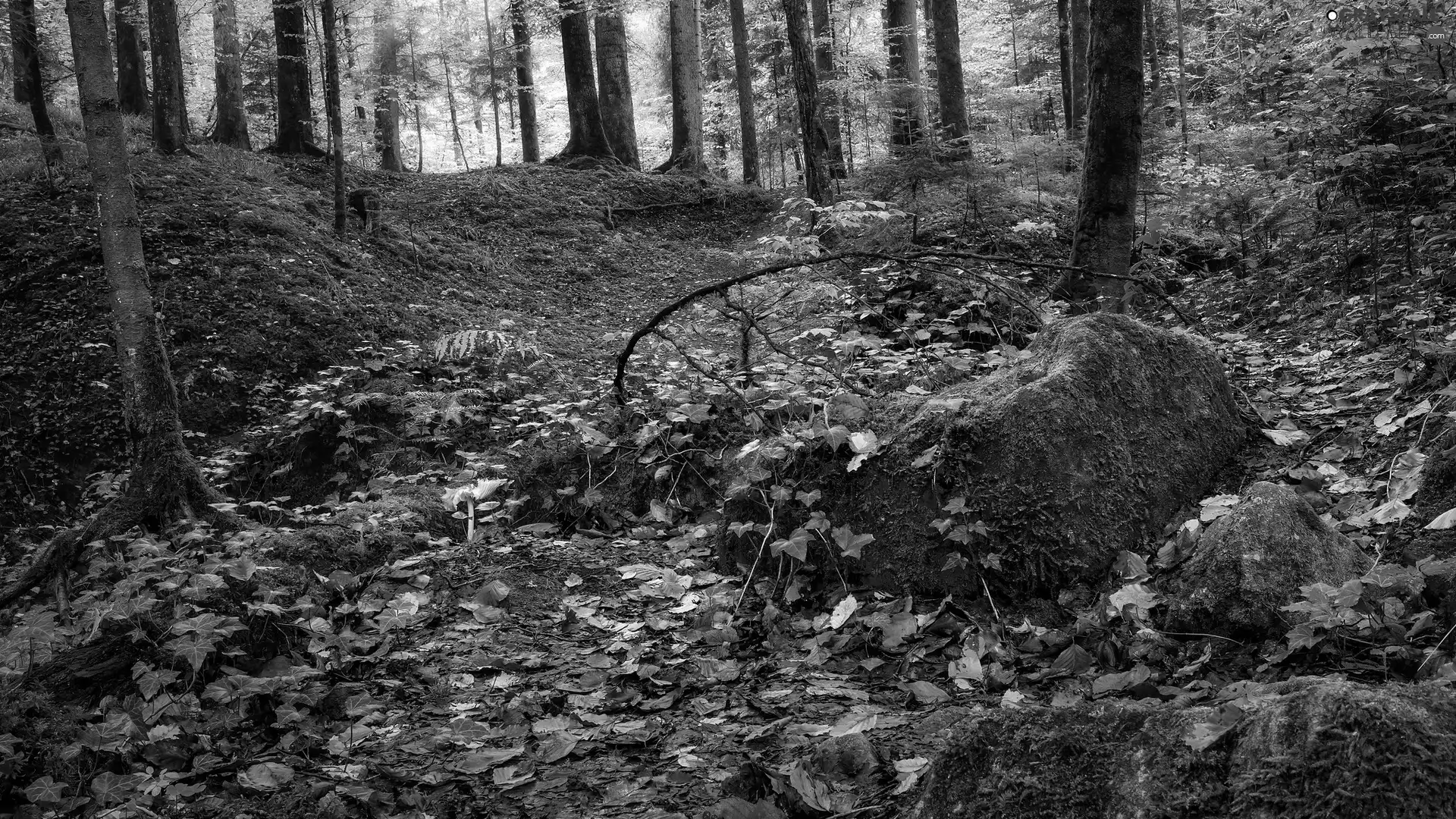 trees, Stones, forest, viewes