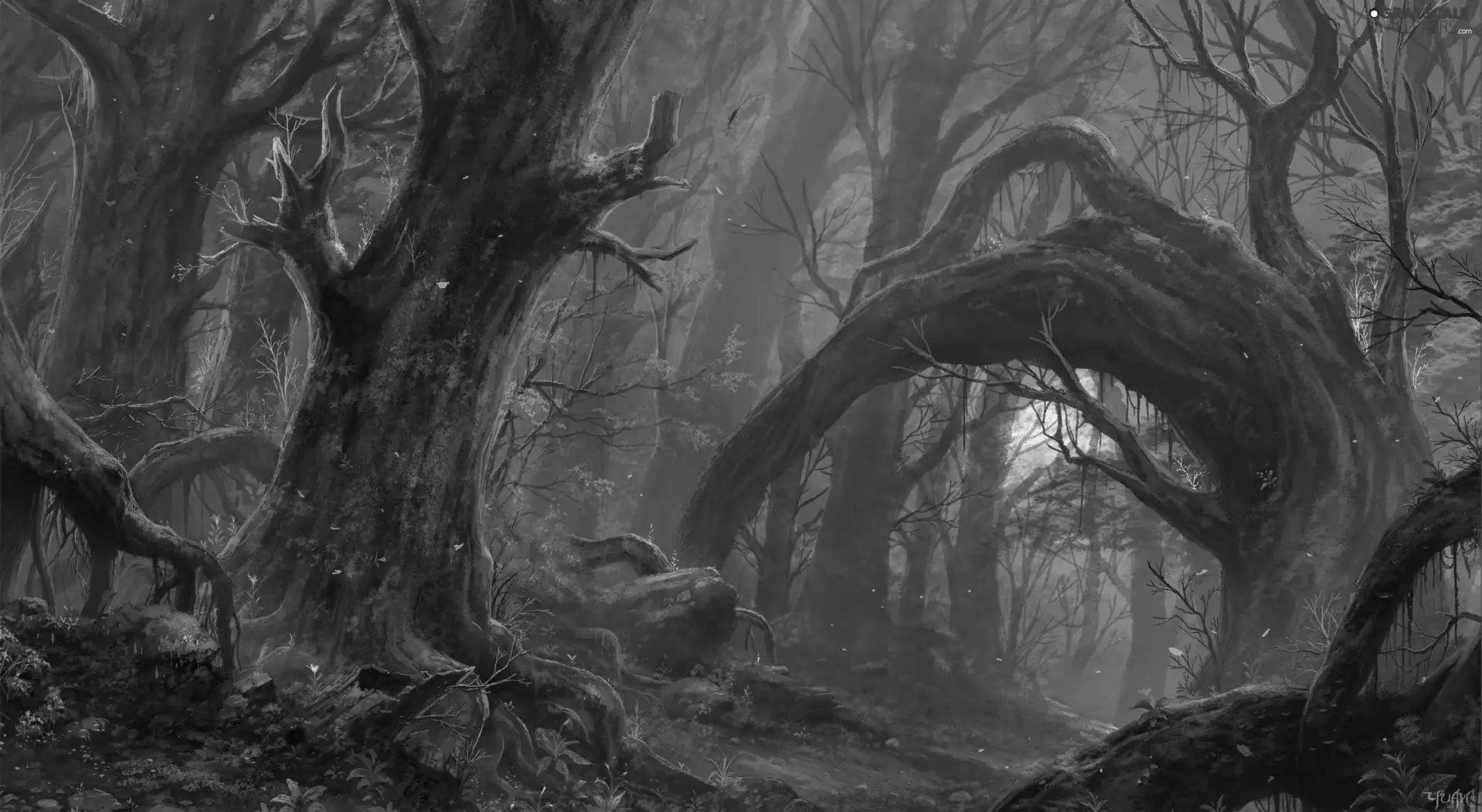 viewes, forest, trees