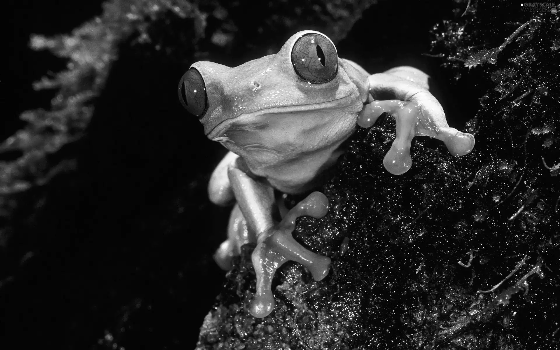 viewes, Lod on the beach, frog, frog, Green, trees