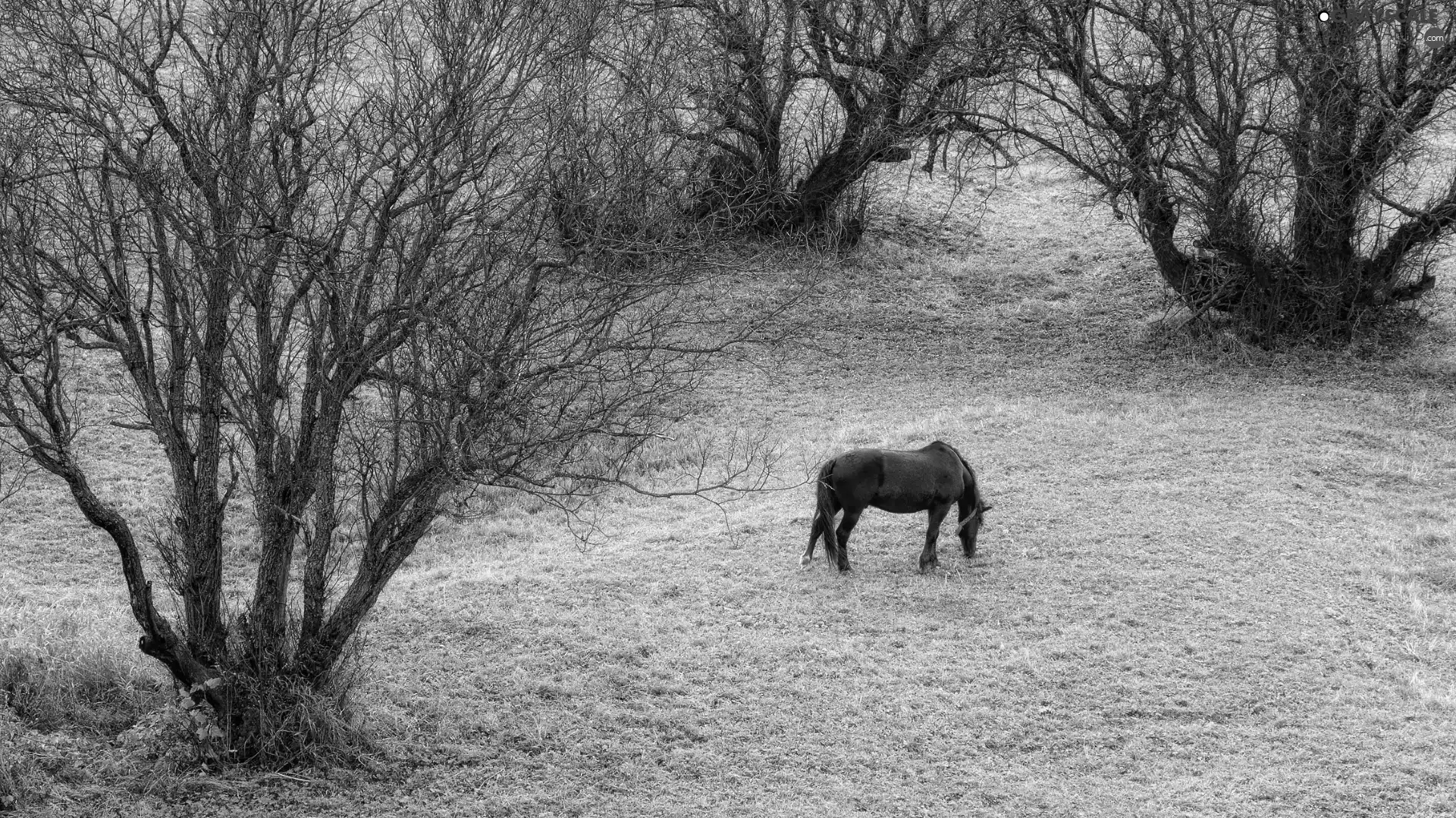 trees, Meadow, Horse, viewes