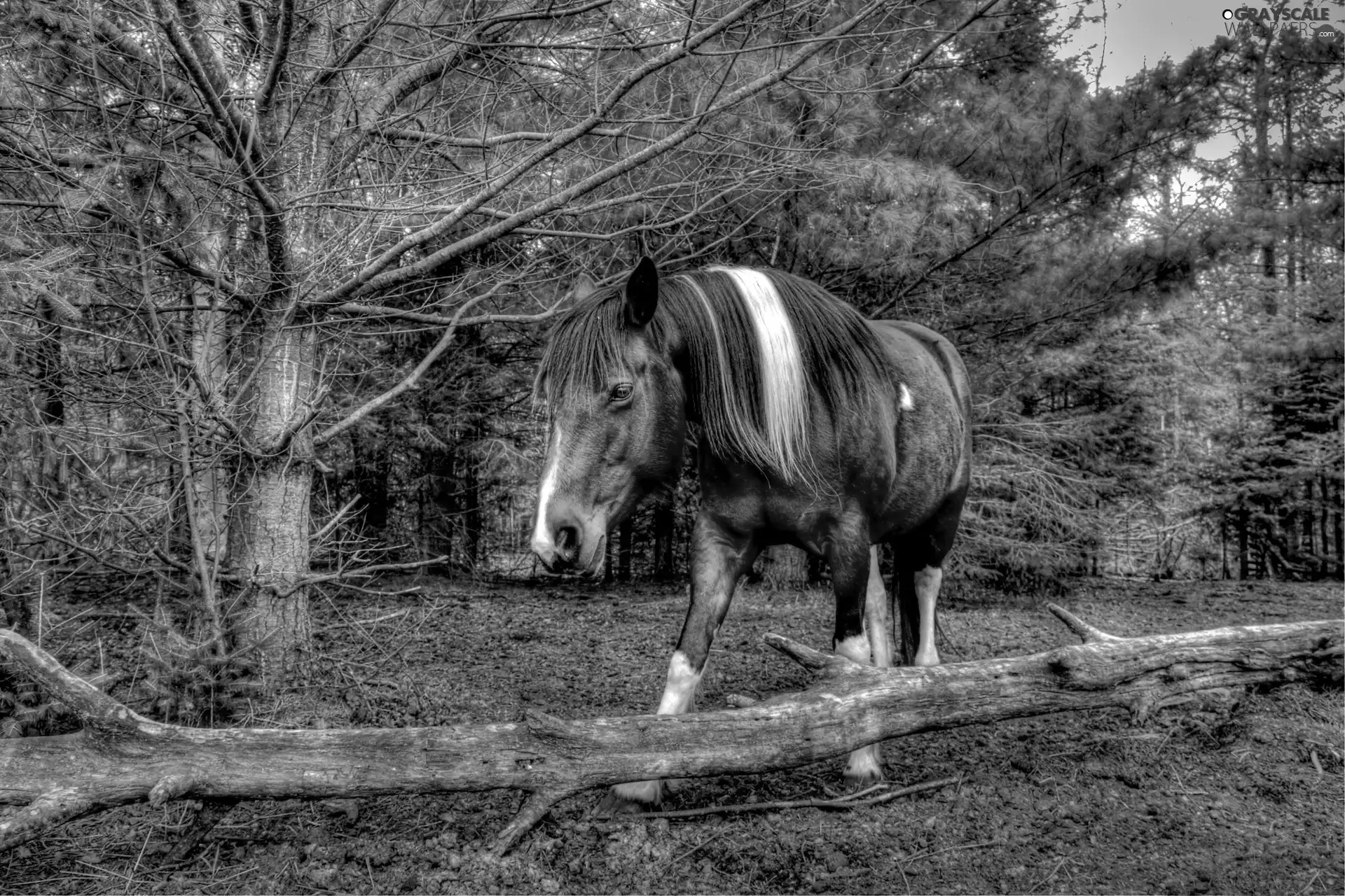 viewes, Horse, trees