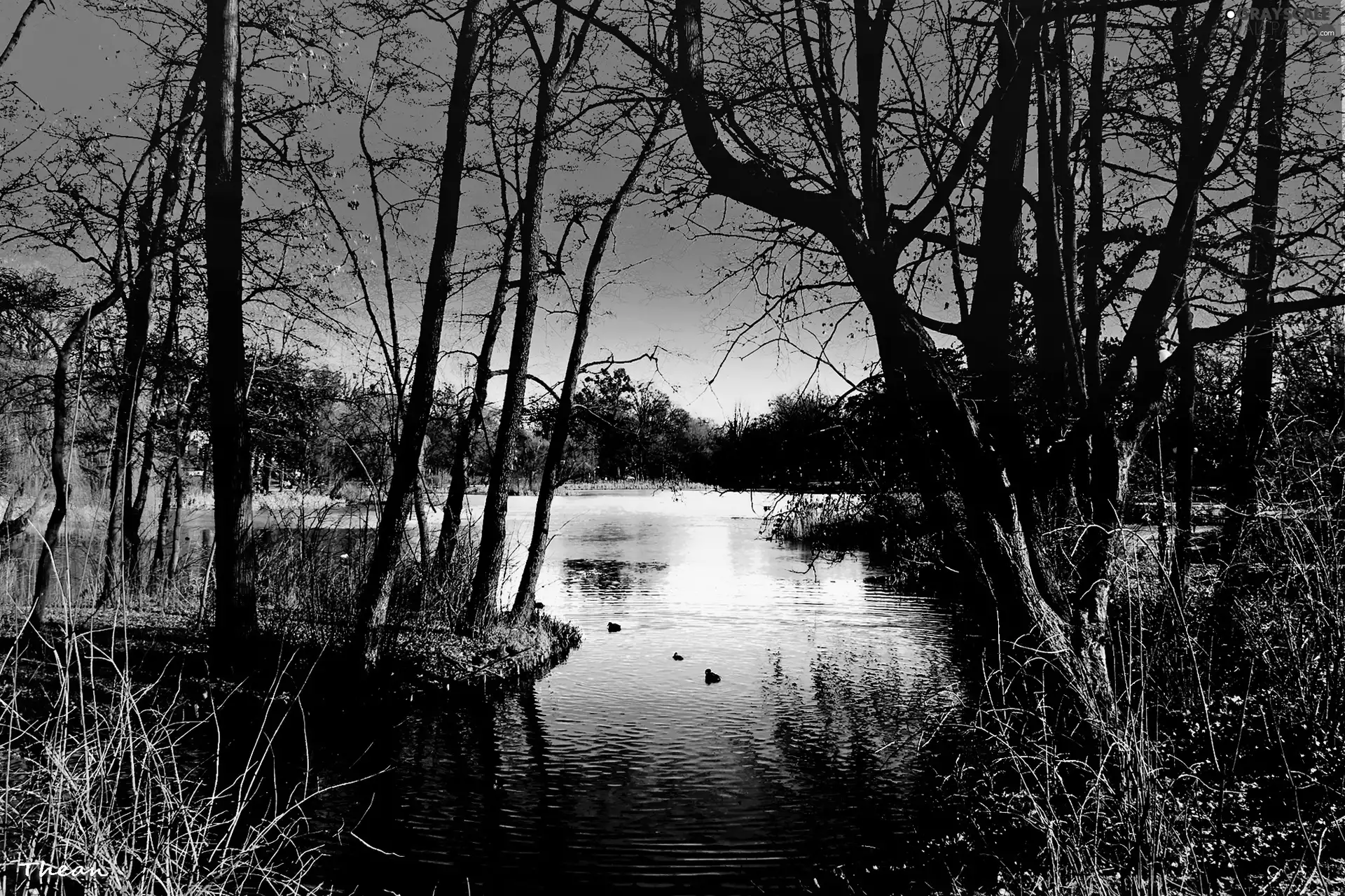 viewes, lake, trees