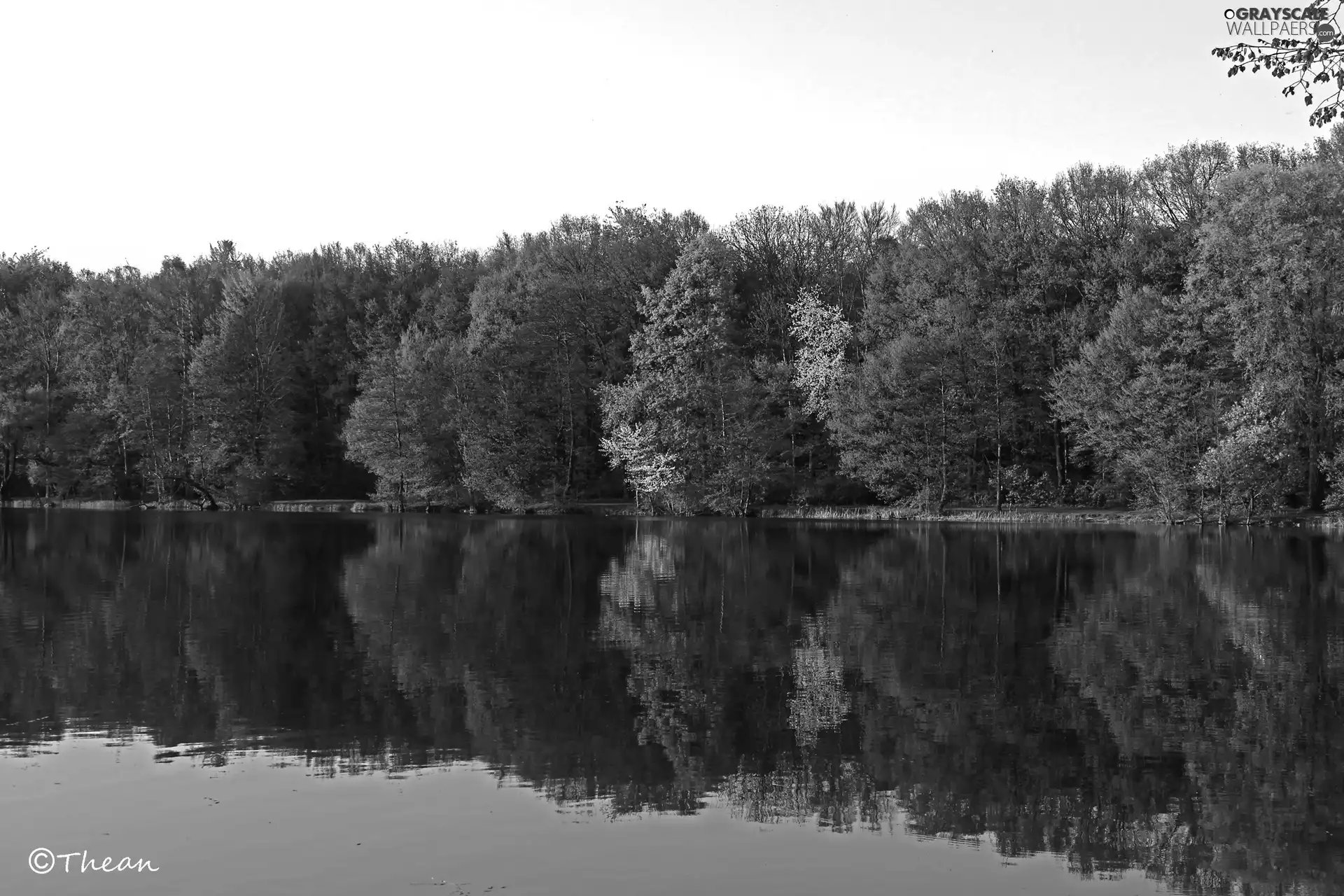 viewes, lake, trees