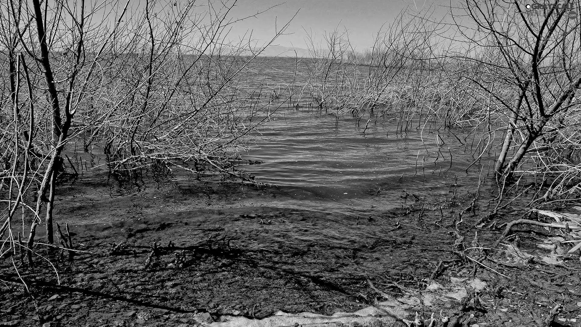 viewes, lake, trees