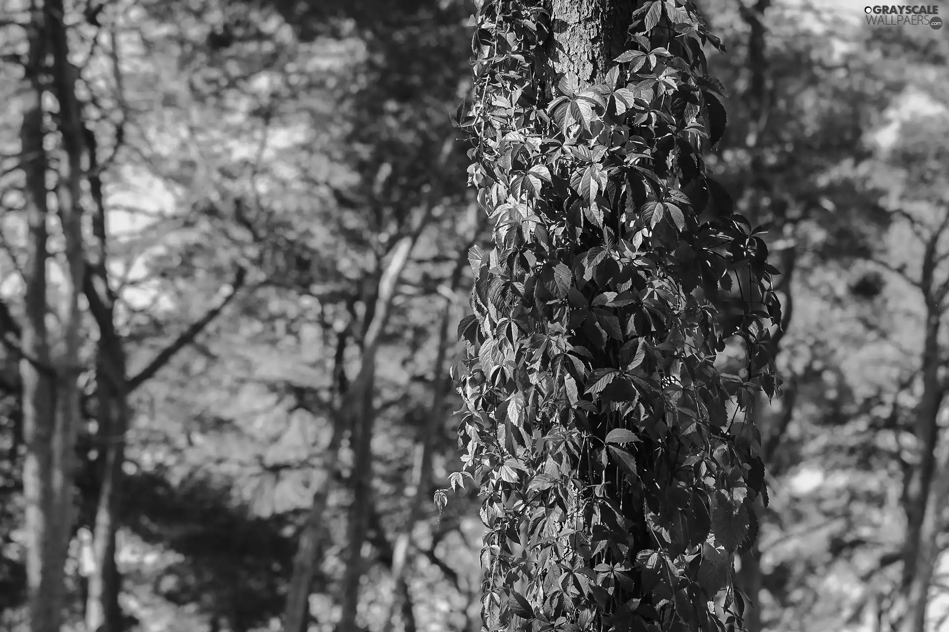 trees, Woodbine, Leaf, viewes