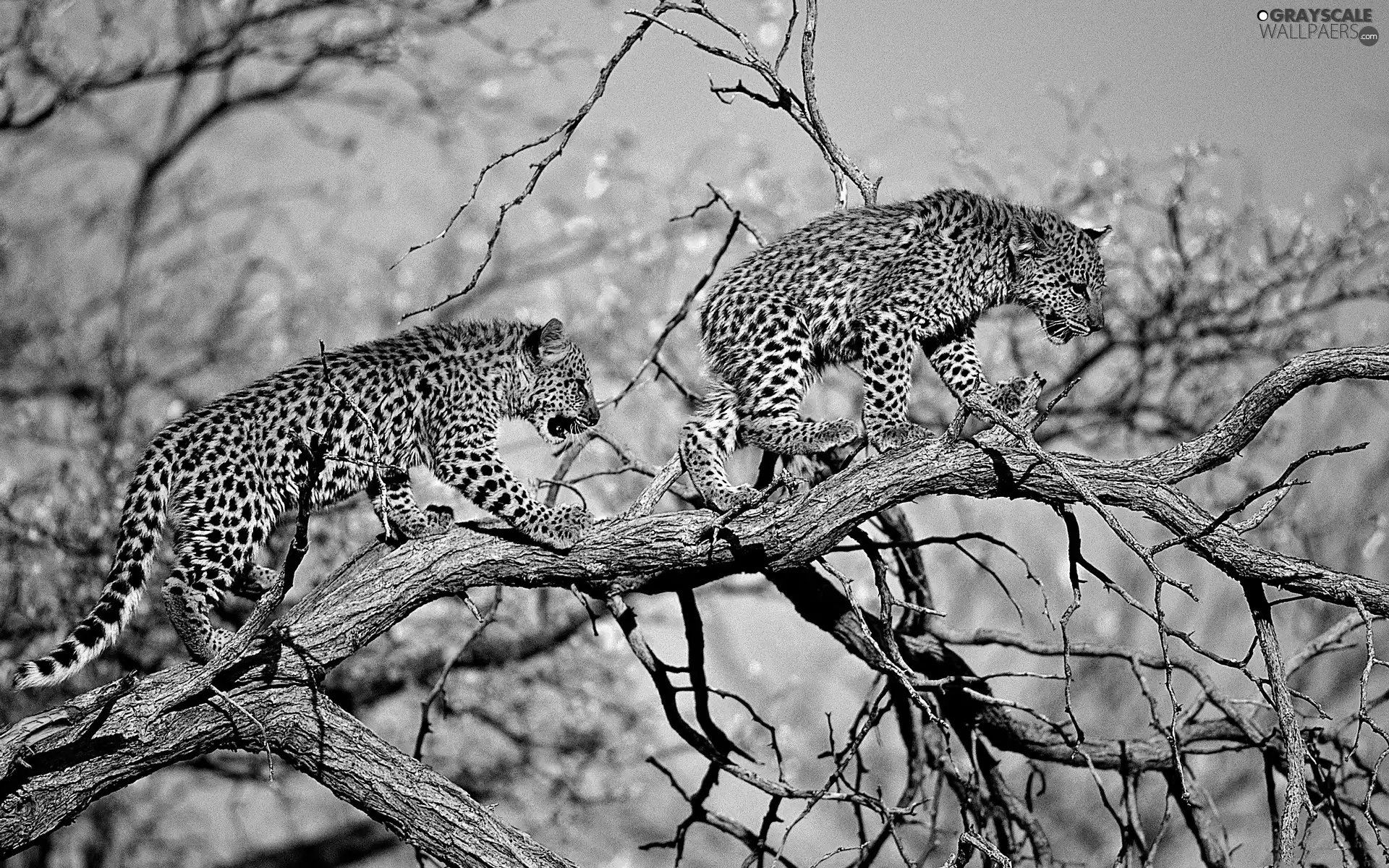 viewes, Leopard, trees