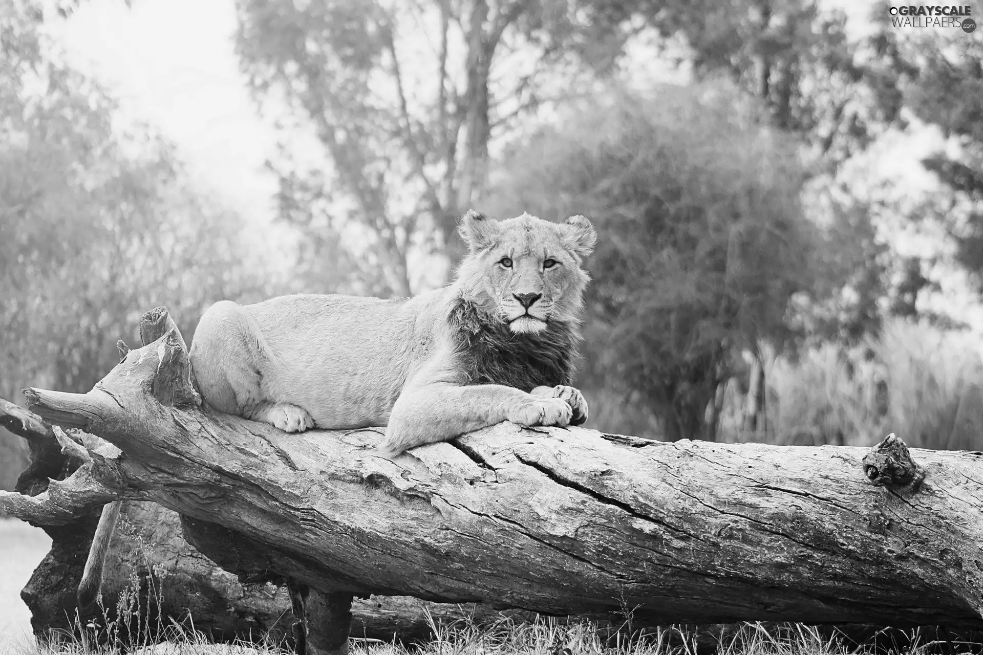 viewes, Lion, trees