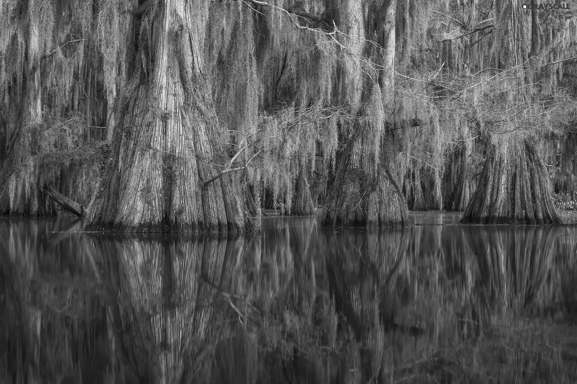 viewes, marshland, trees