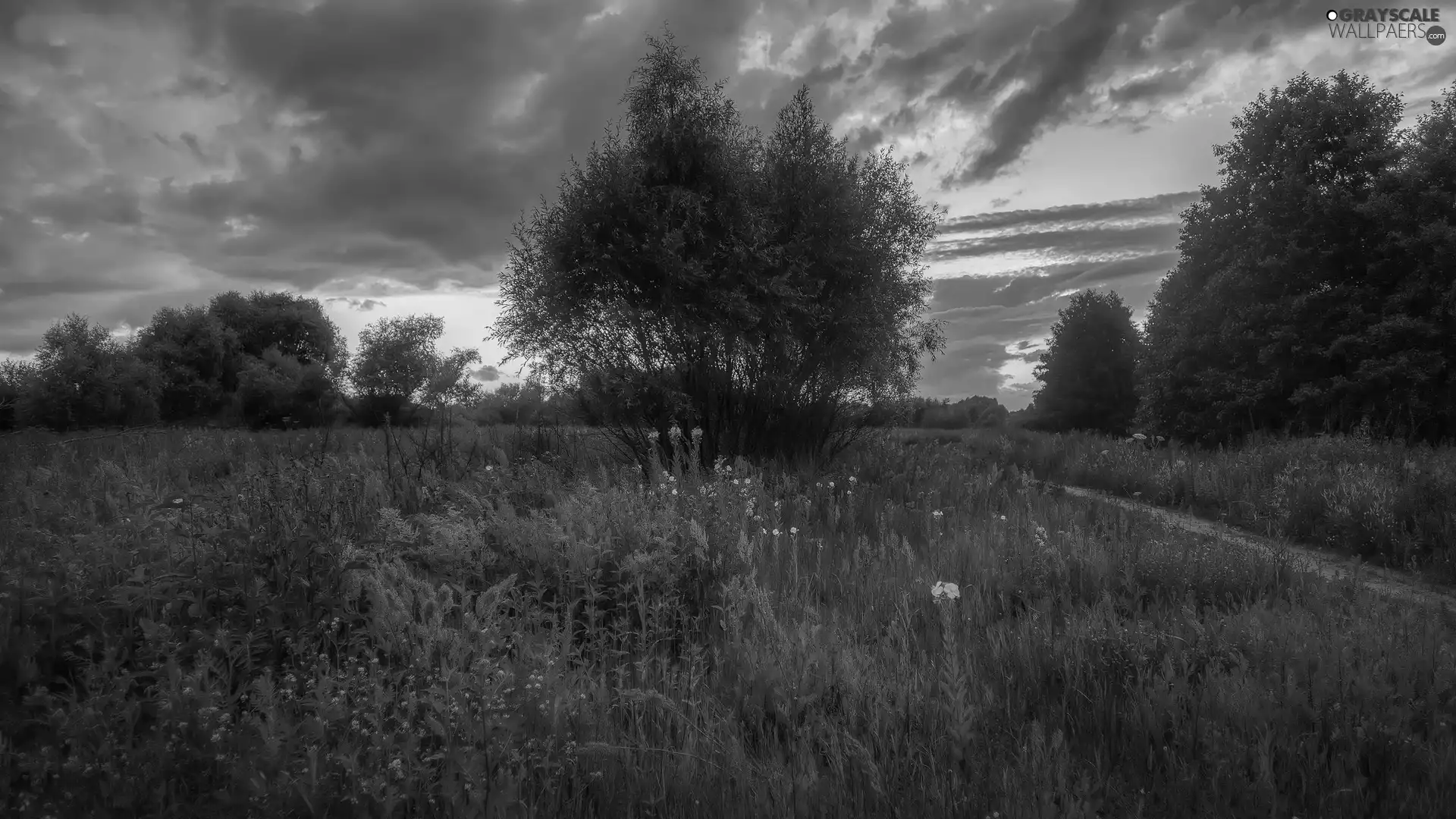 trees, Way, Meadow, viewes