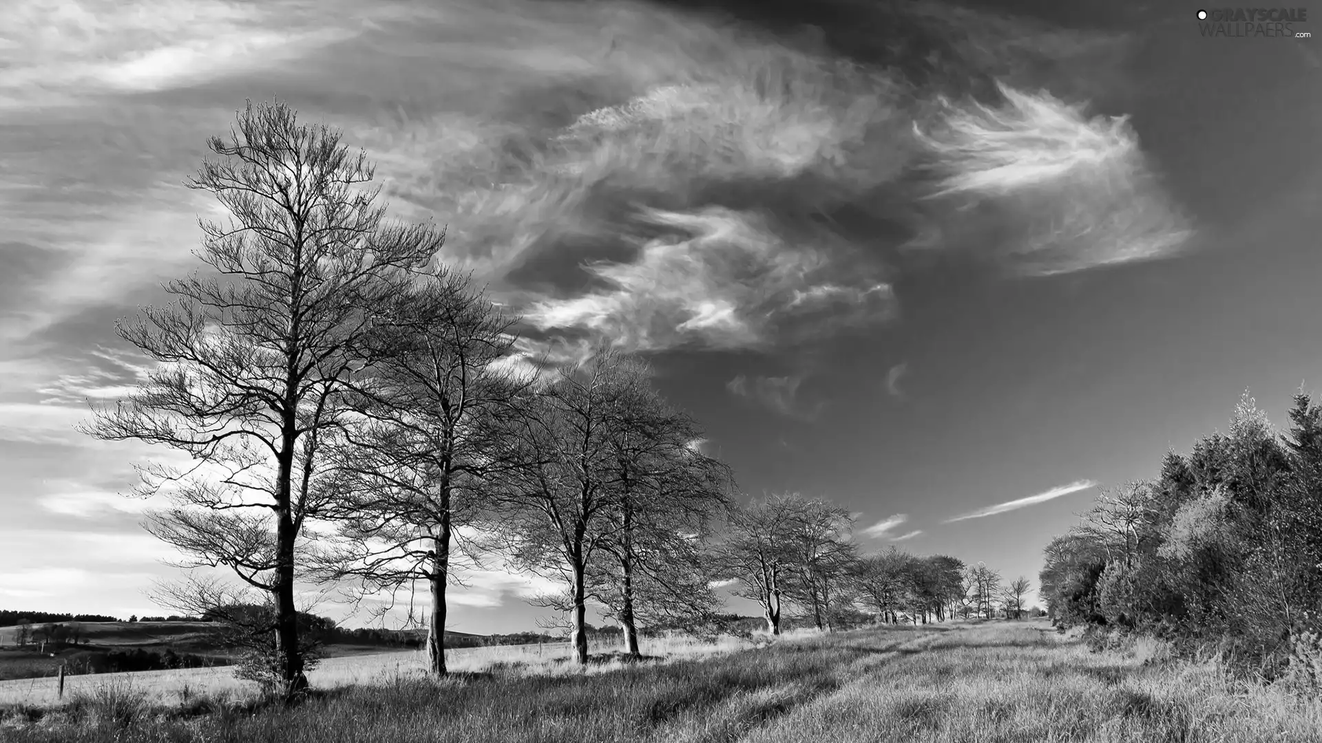 viewes, Meadow, trees