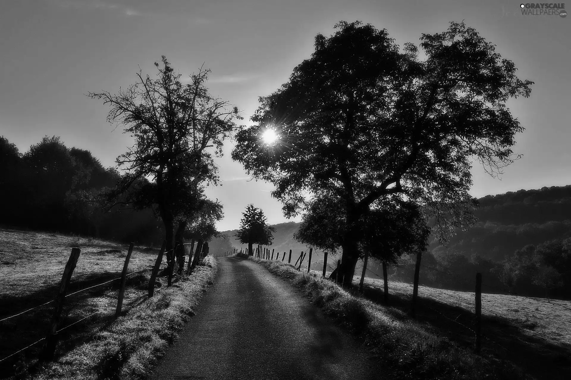 morning, rays of the Sun, trees, viewes, Way