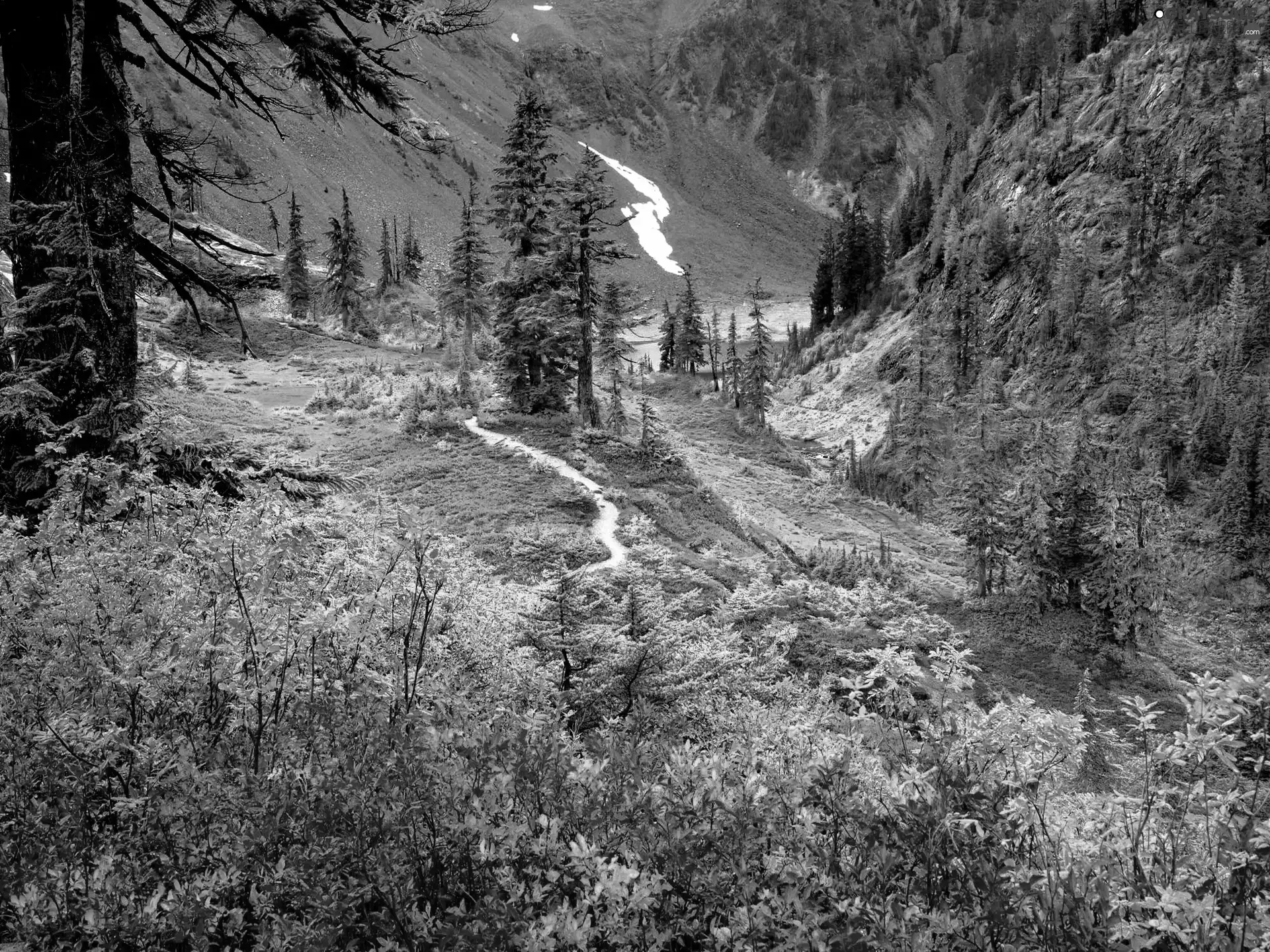 viewes, Mountains, trees