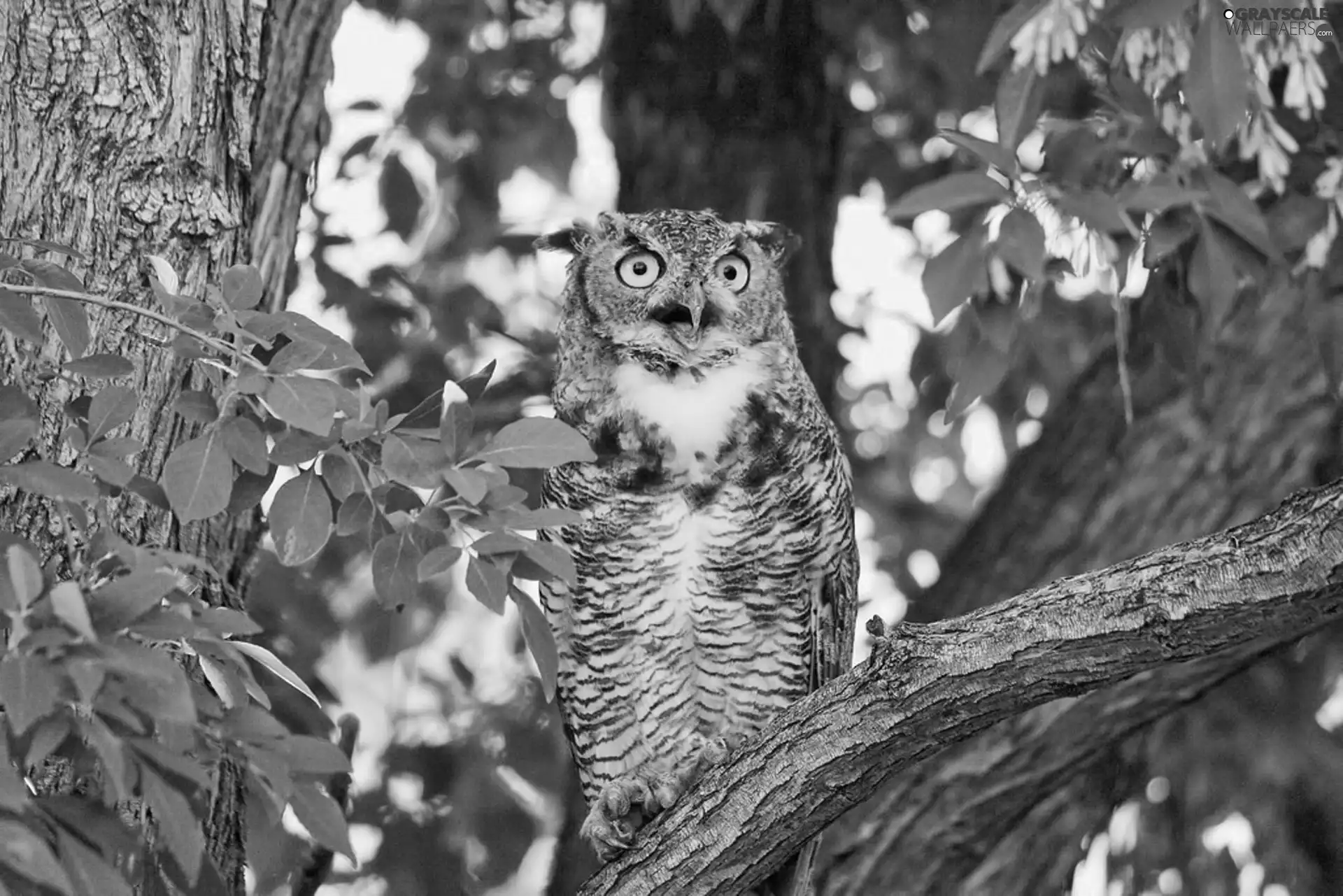 viewes, owl, trees