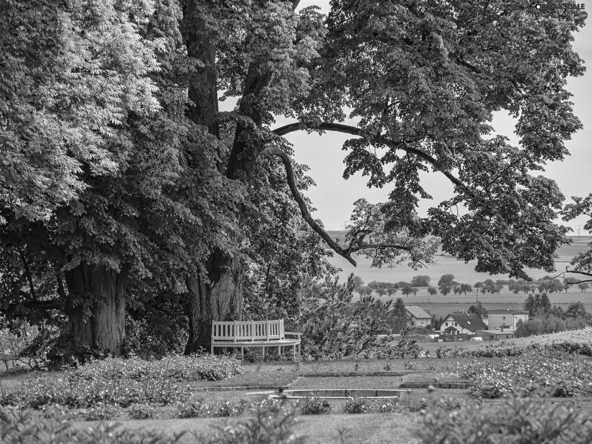 trees, Bench, Park, viewes