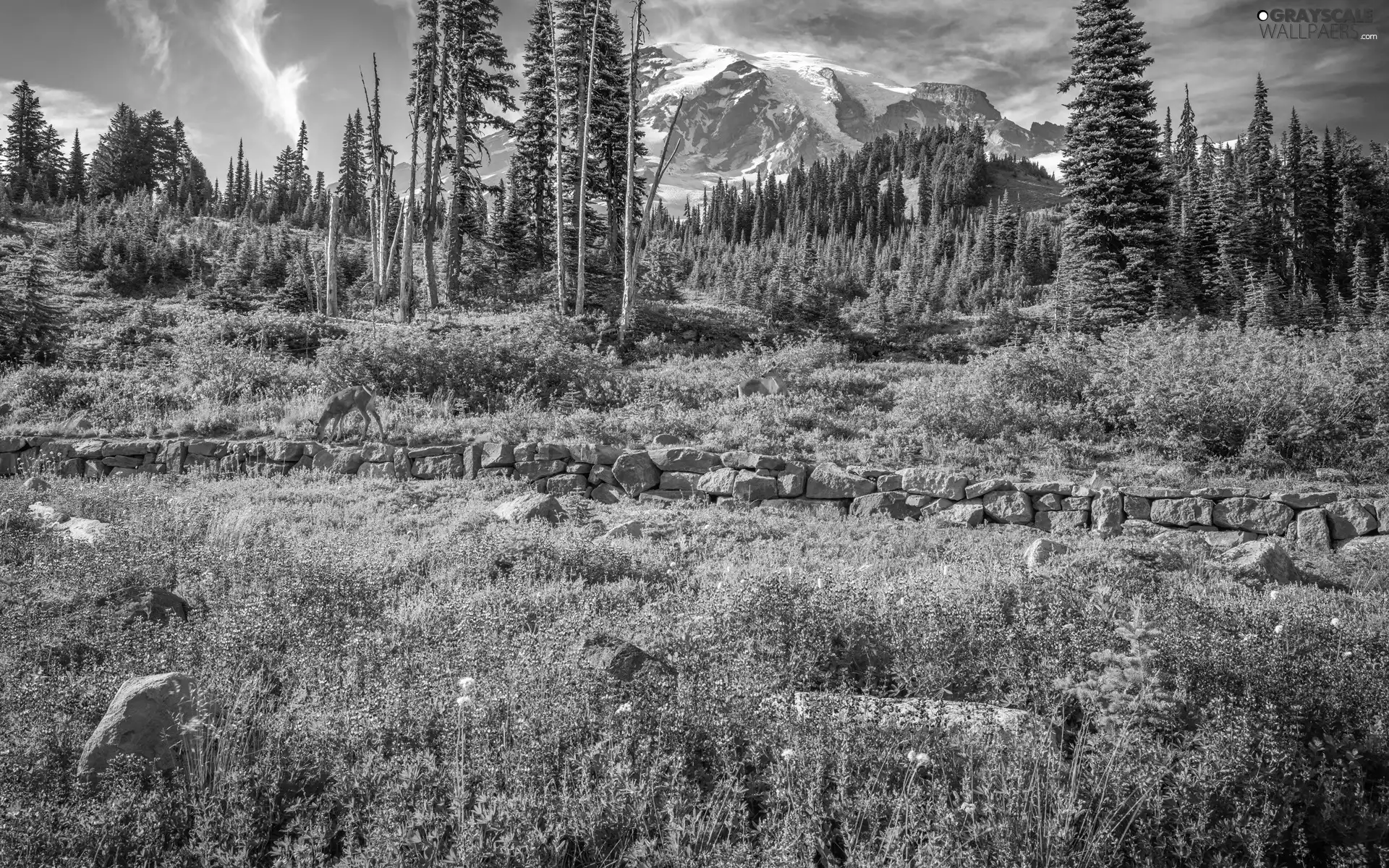 Flowers, Mountains, trees, Washington State, viewes, Mount Rainier National Park, Stratovolcano Mount Rainier, The United States, deer, Meadow