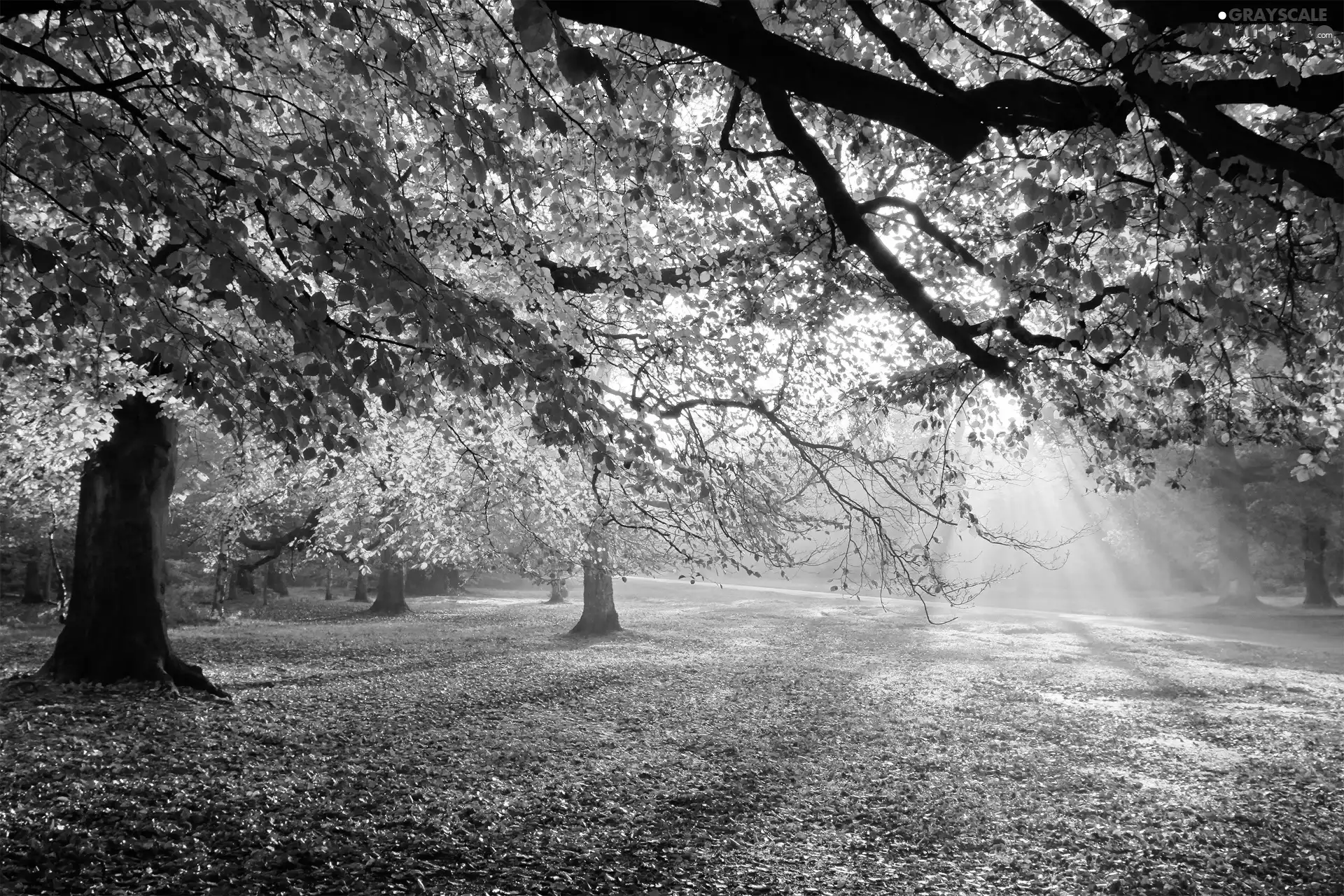 trees, viewes, autumn, Leaf, sun, lane, Park, rays