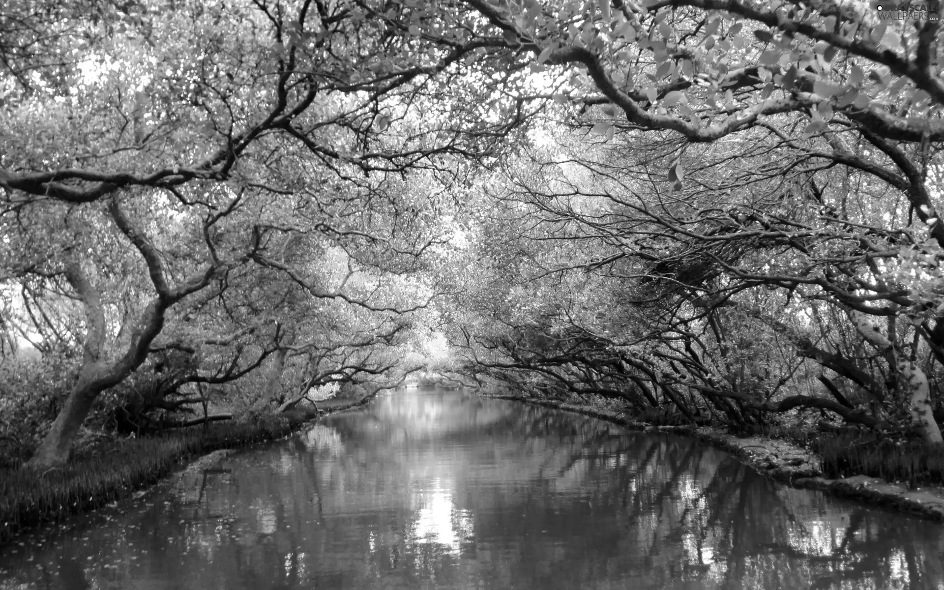 viewes, River, trees