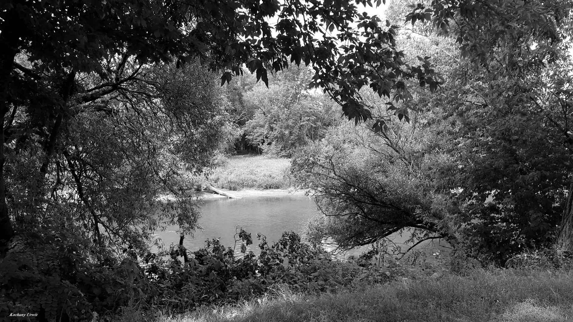 viewes, River, trees