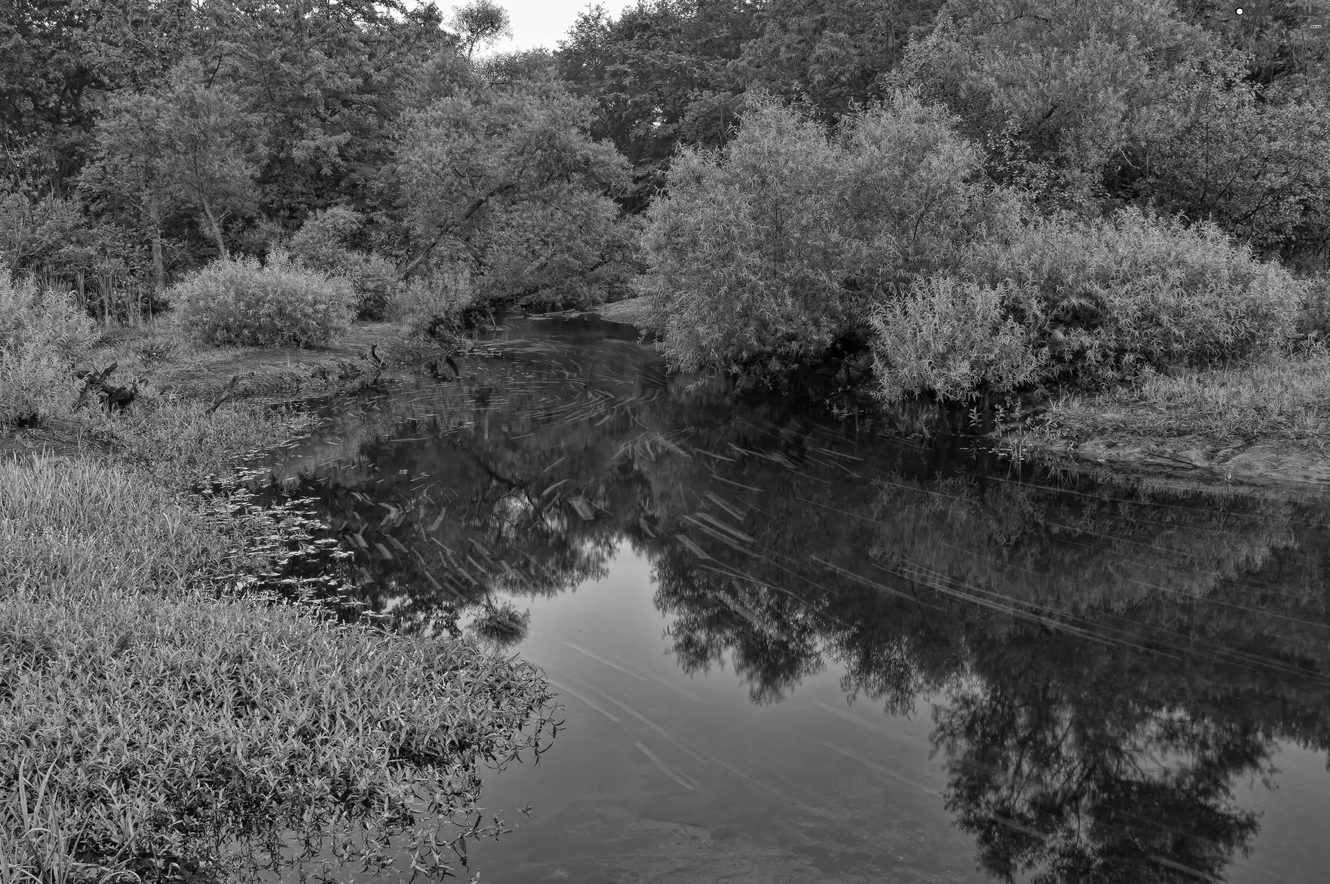 viewes, River, trees