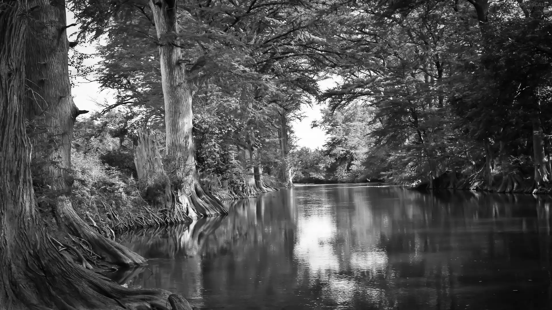 viewes, River, trees