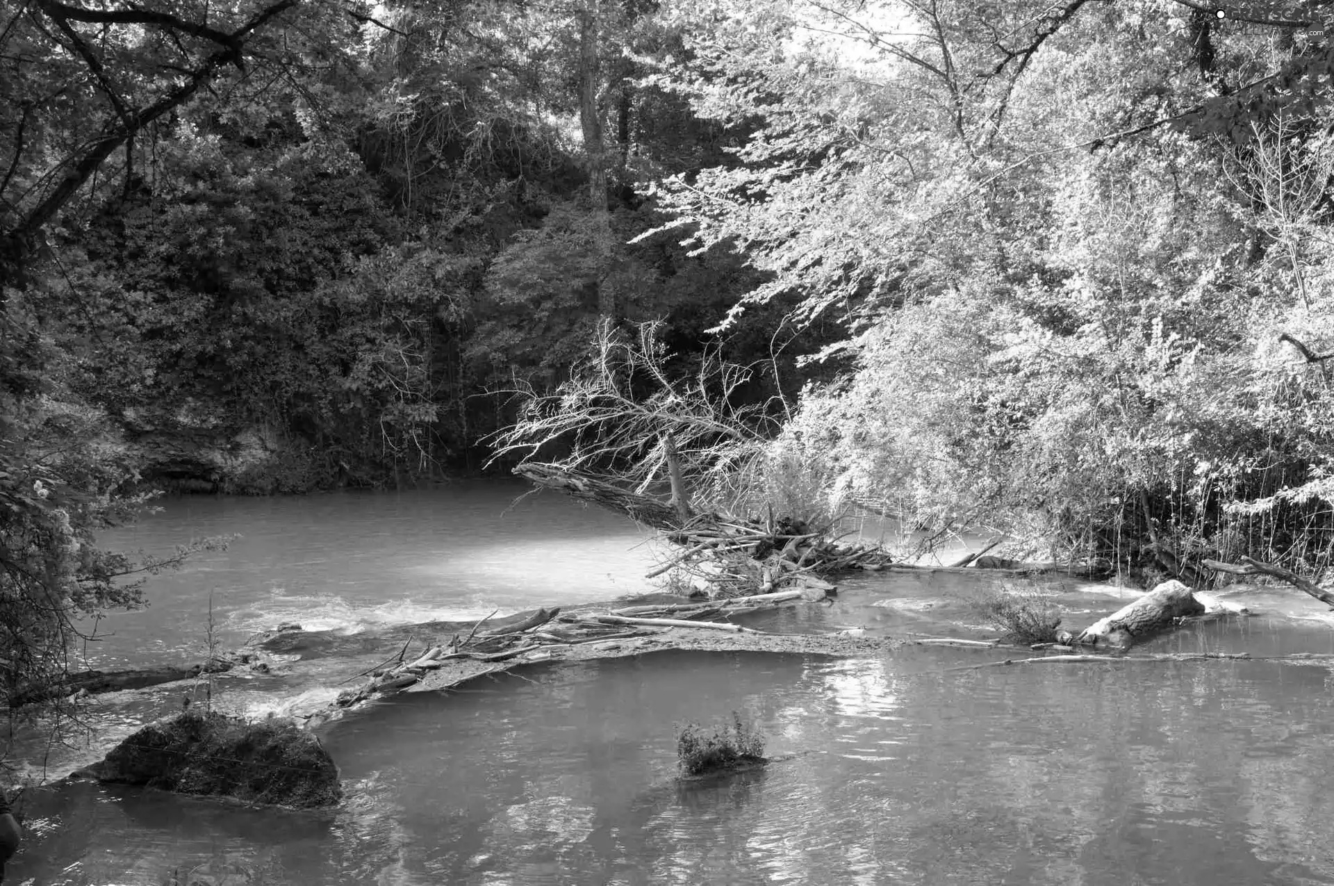 viewes, River, trees