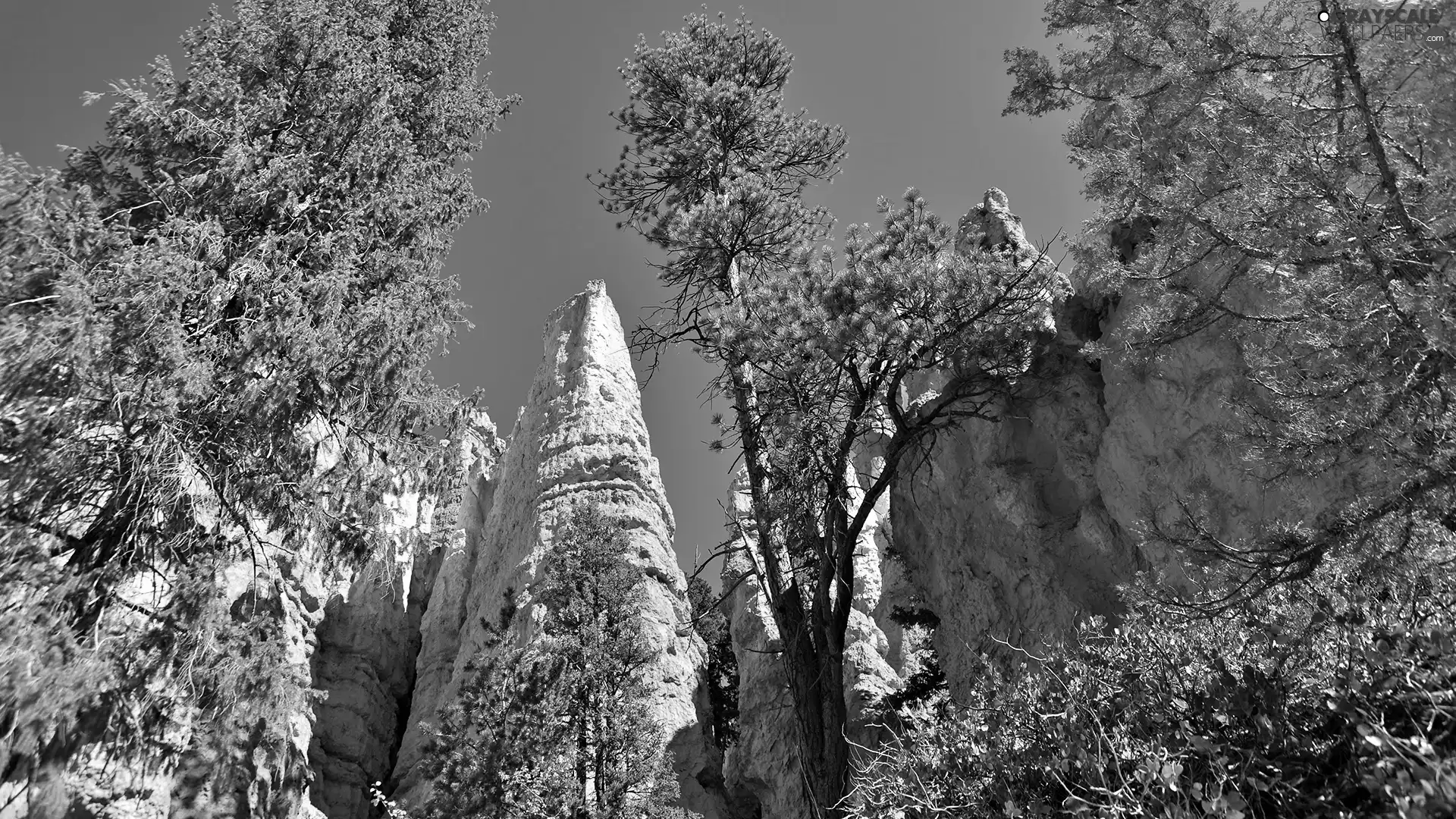 viewes, rocks, trees