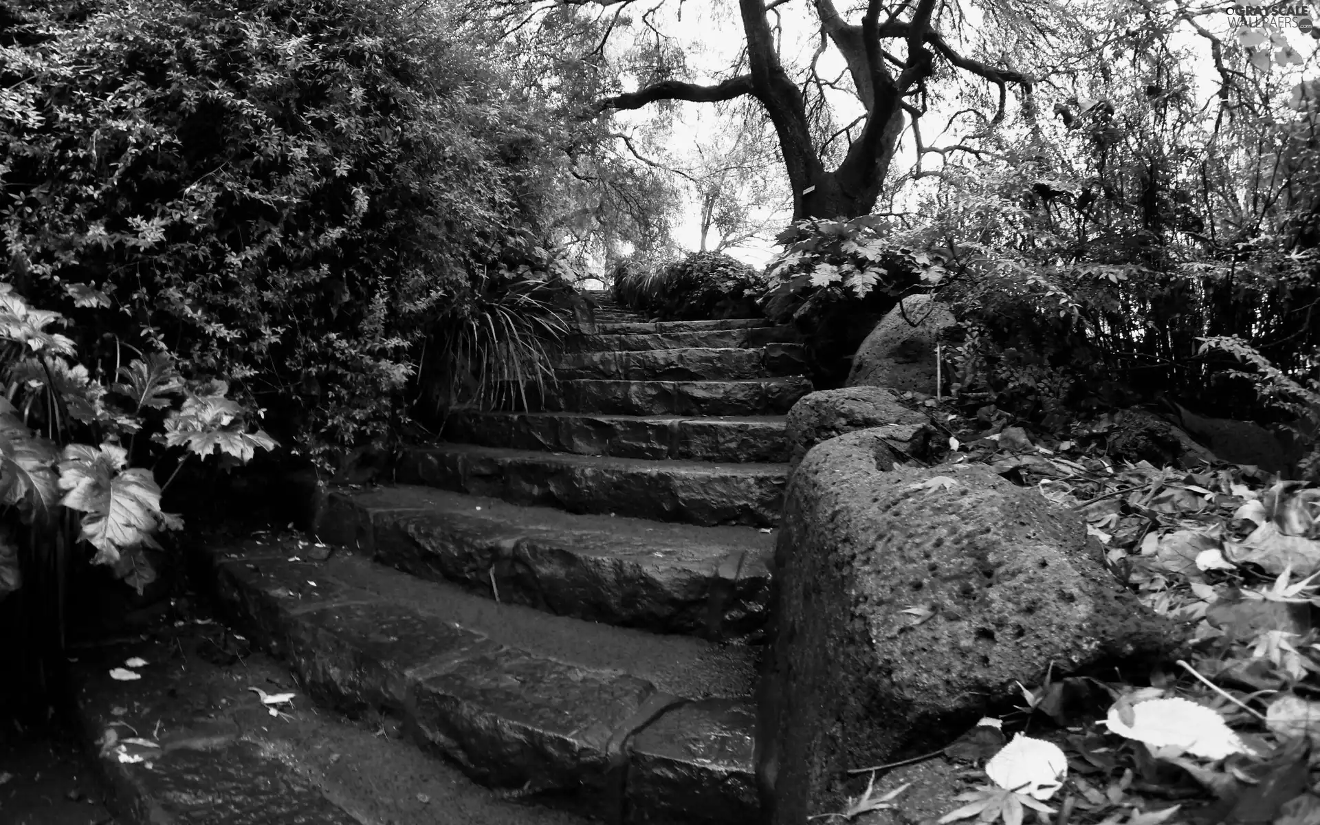 trees, viewes, autumn, Bush, Leaf, Stairs, Park, rocks