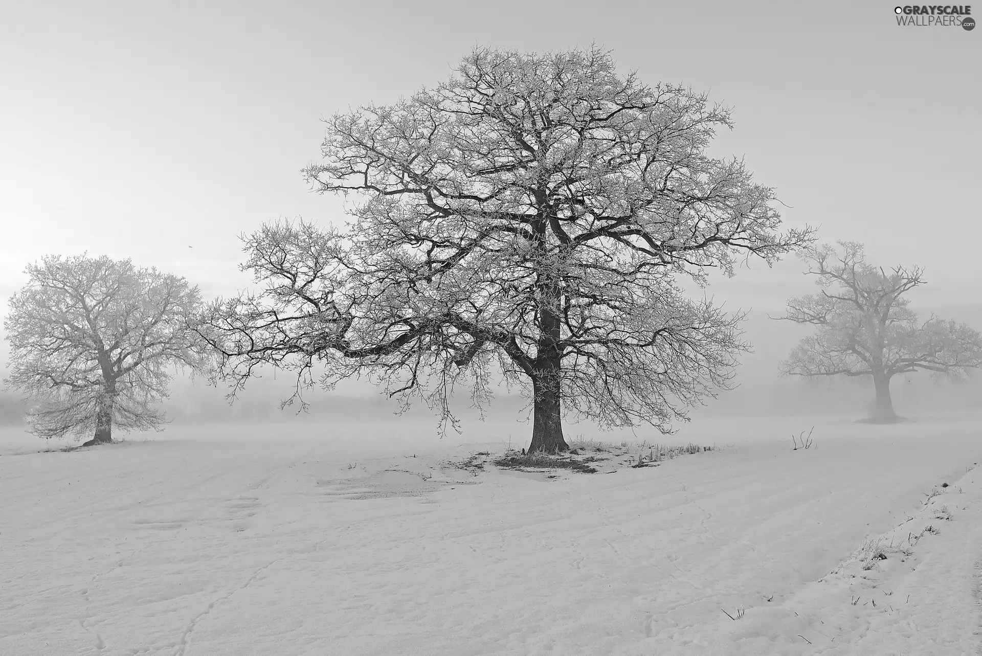 viewes, snow, trees