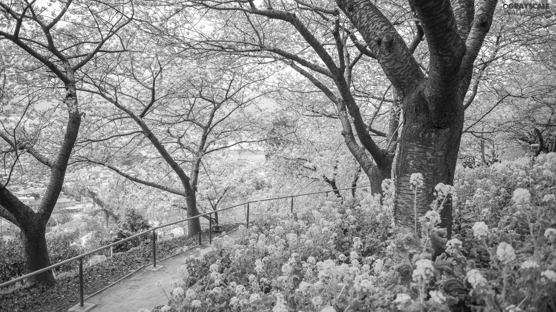 trees, Flowers, Spring, viewes