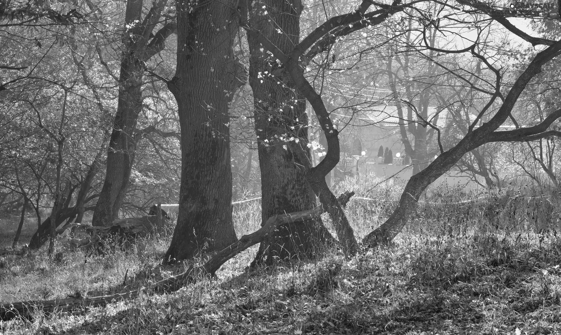 trees, bent, Stems, viewes
