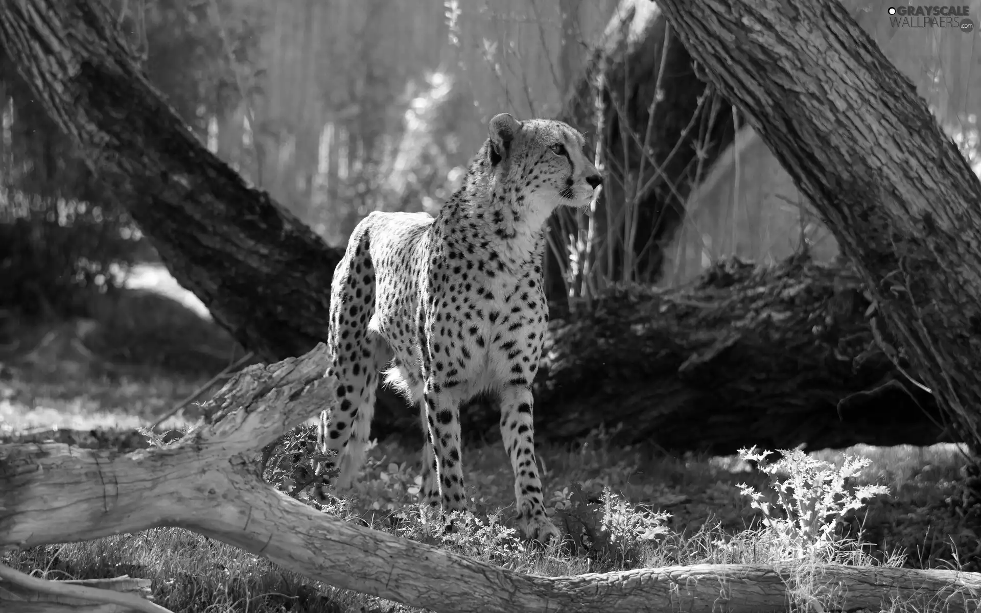 trees, viewes, luminosity, ligh, flash, forest, Cheetah, sun