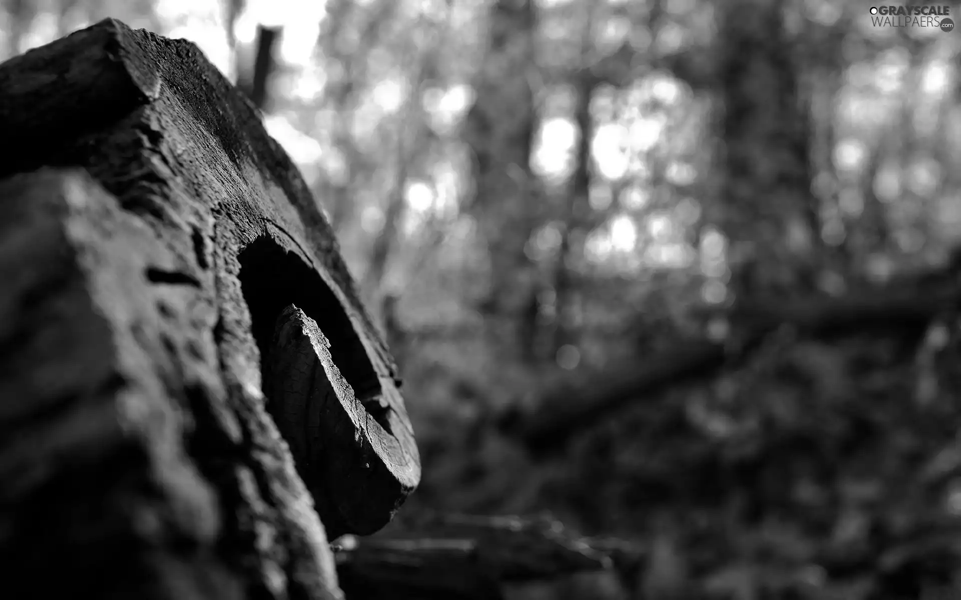 viewes, trunk, trees