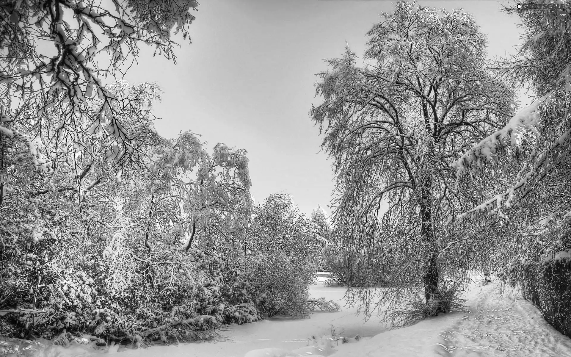 viewes, winter, trees