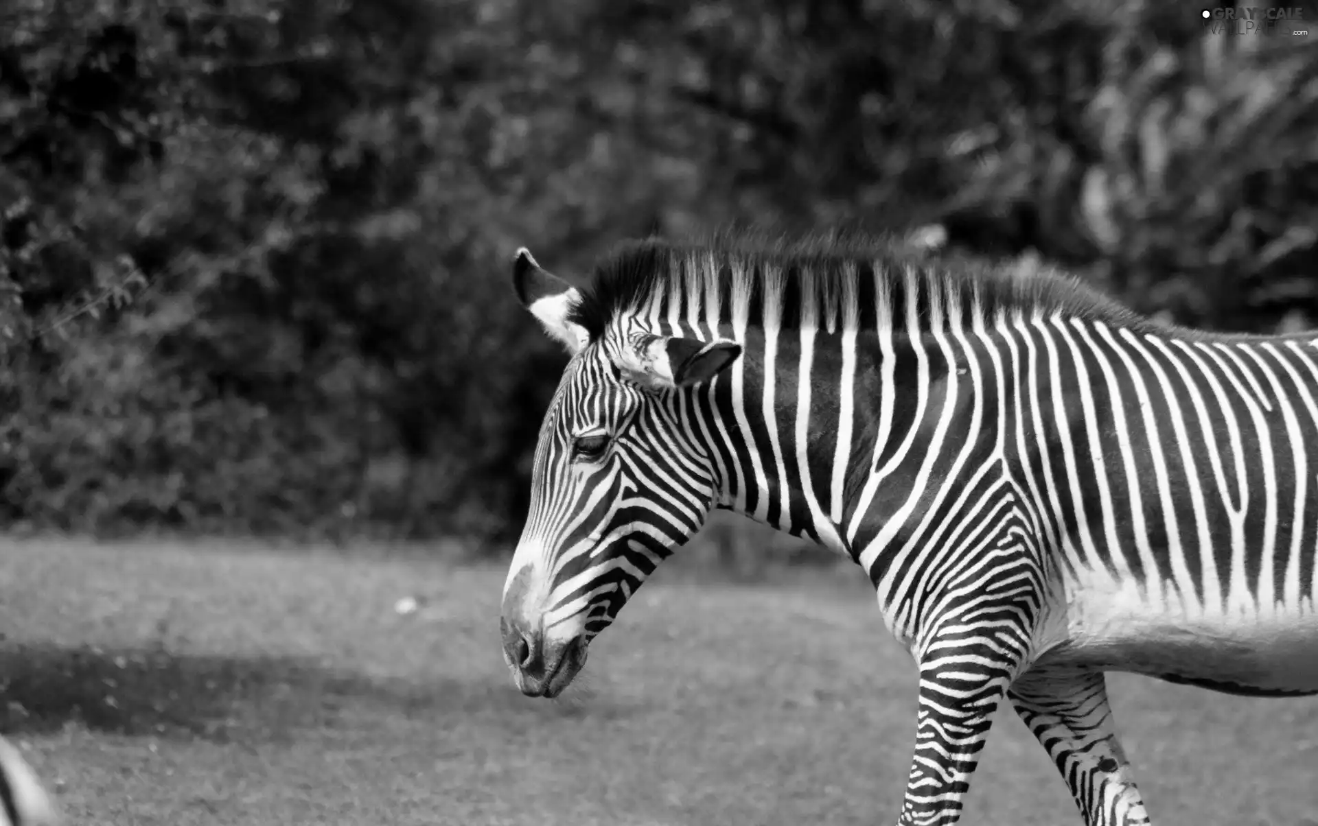 viewes, Zebra, trees