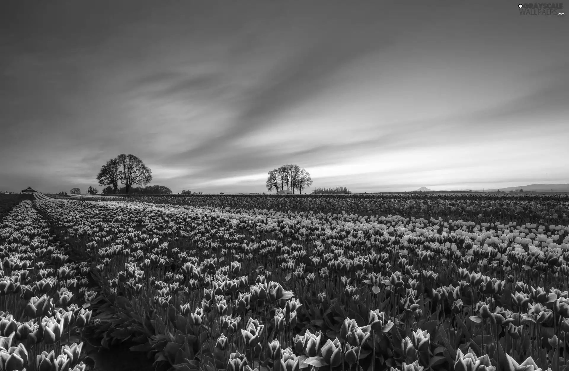 Field, west, viewes, Tulips, trees, sun