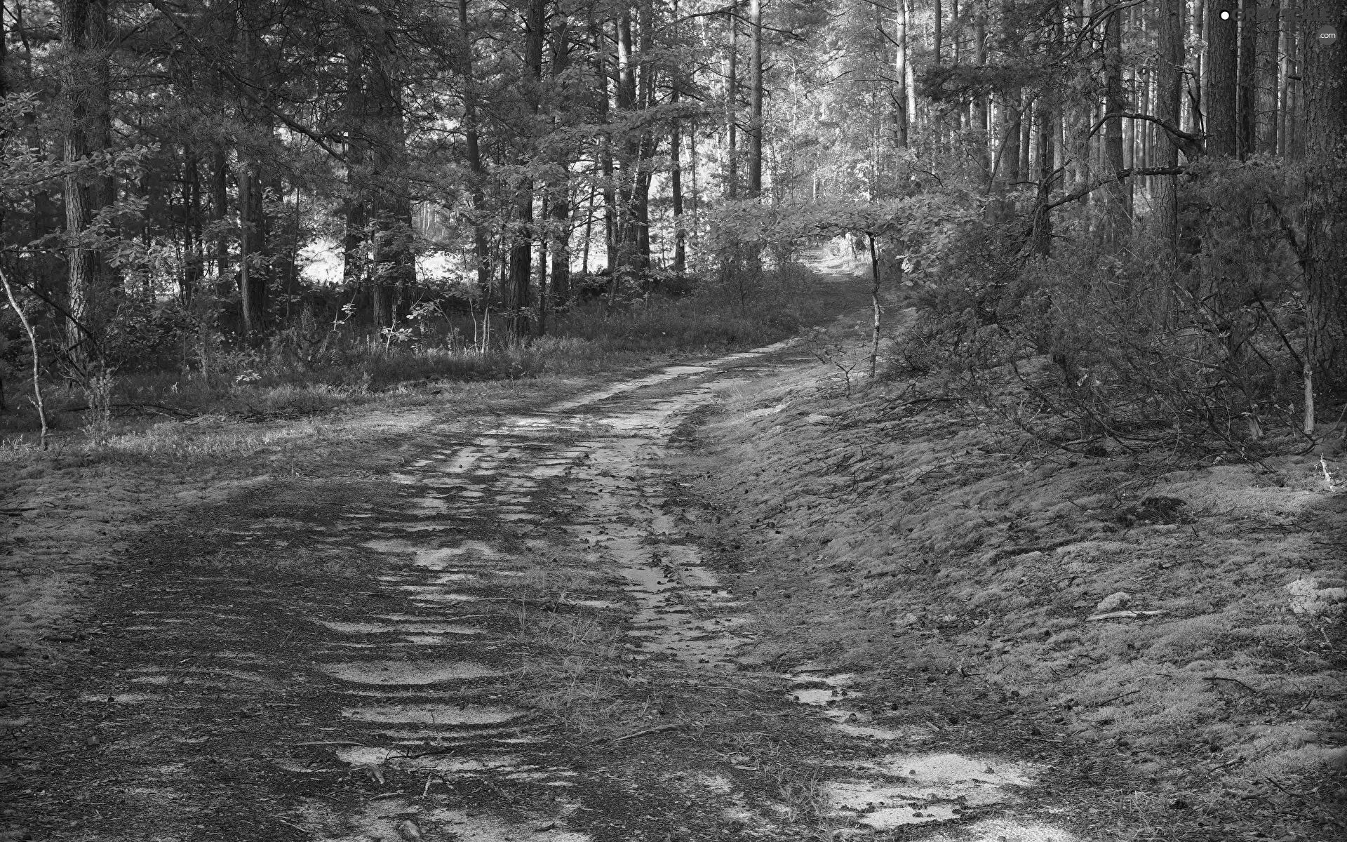 trees, viewes, turn, forest, Way