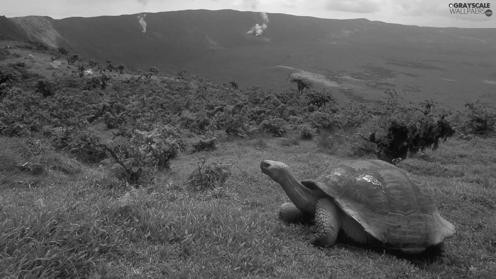 turtle, trees, viewes, grass