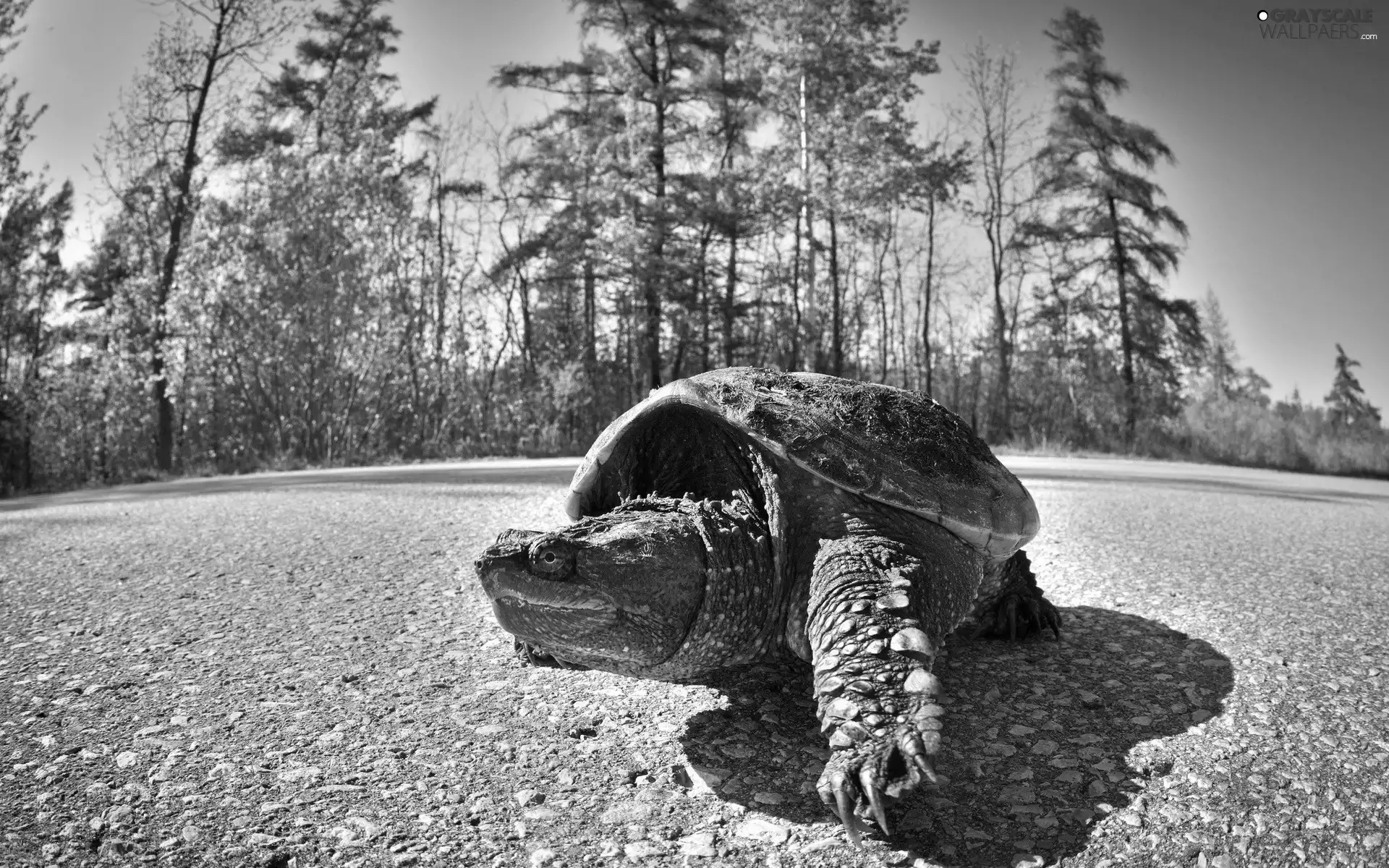 turtle, trees, viewes, Way