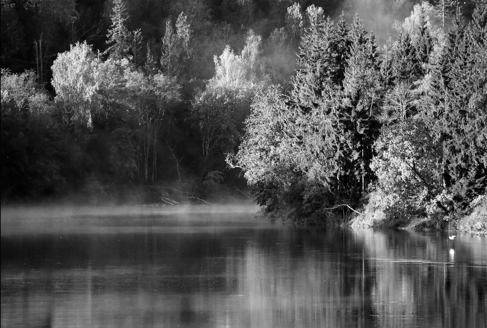 water, trees, viewes, Fog