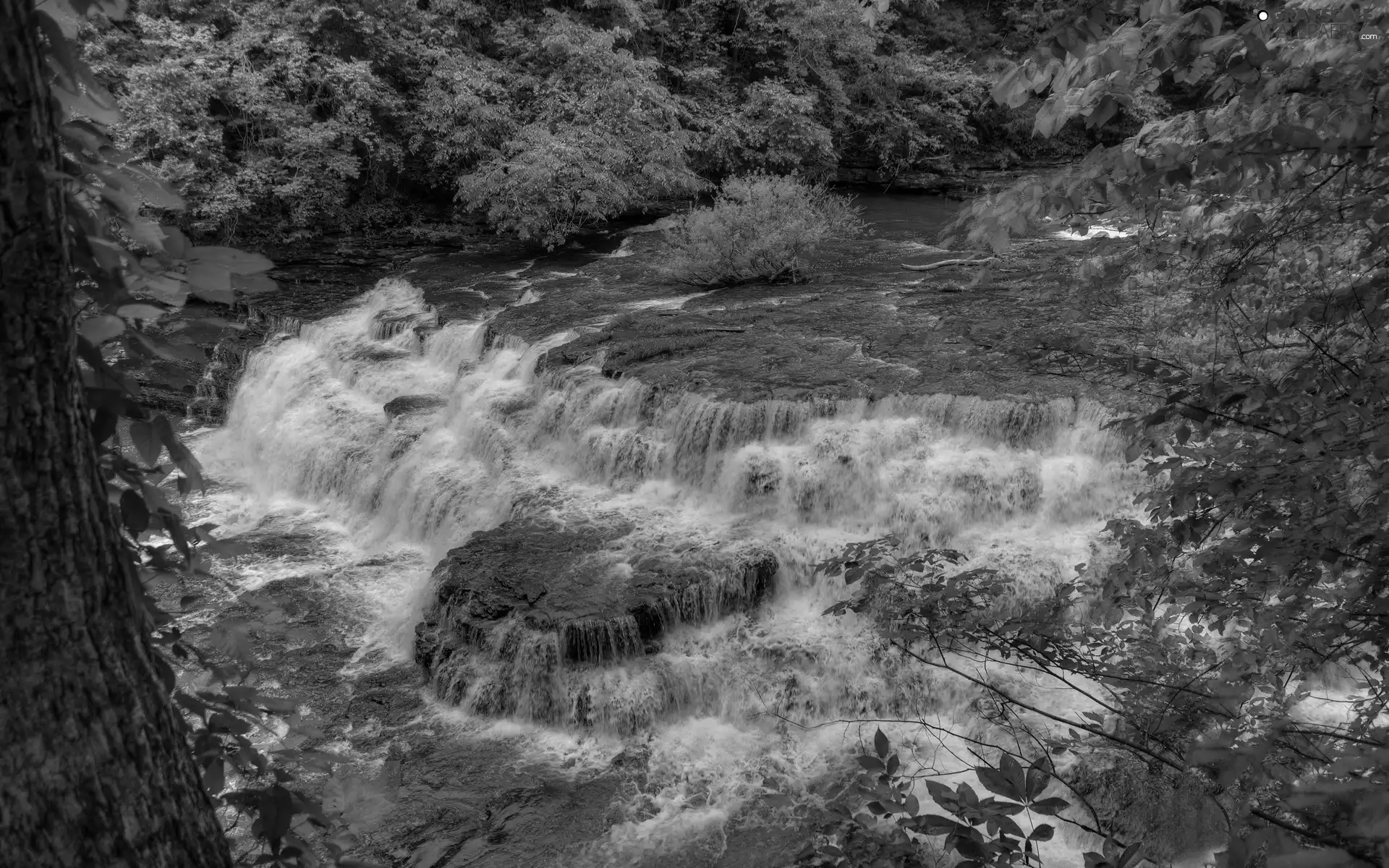 waterfall, trees, viewes, forest