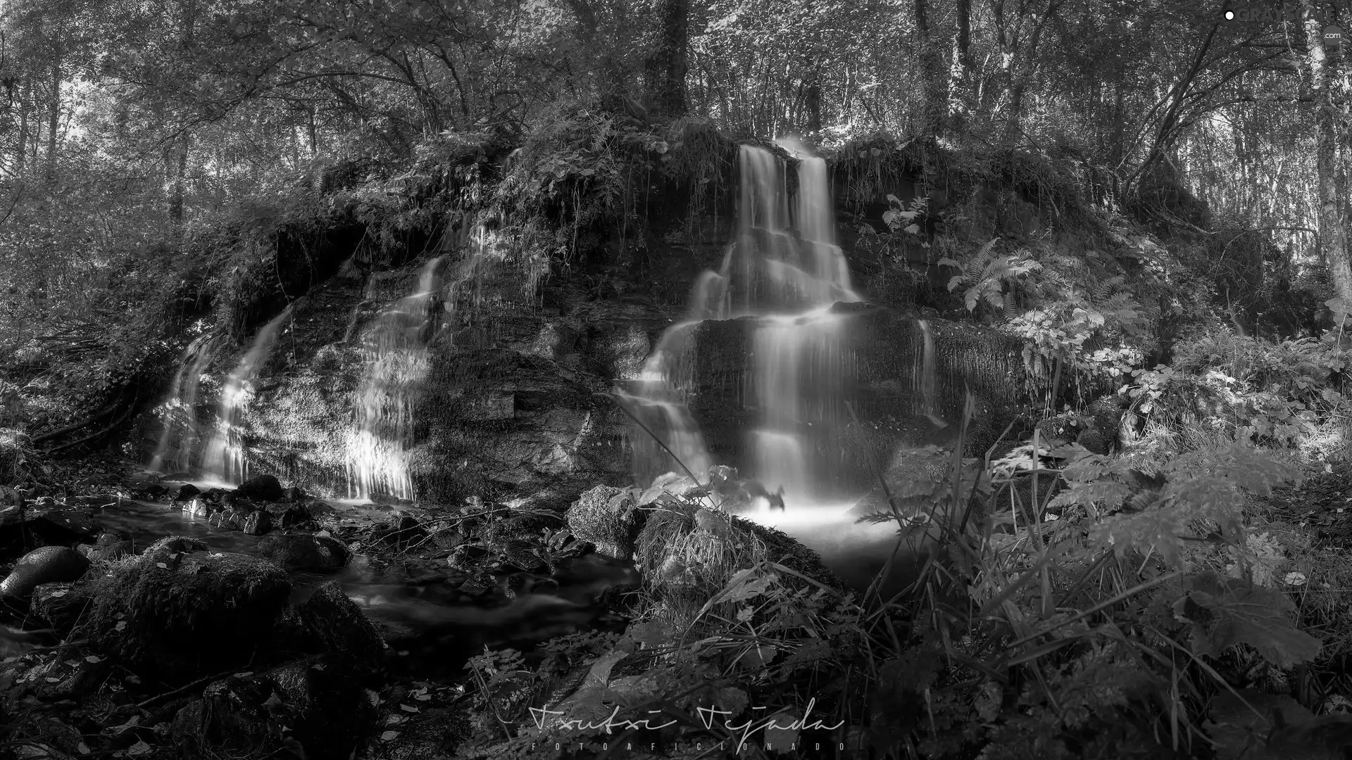 rocks, forest, trees, viewes, Plants, waterfall