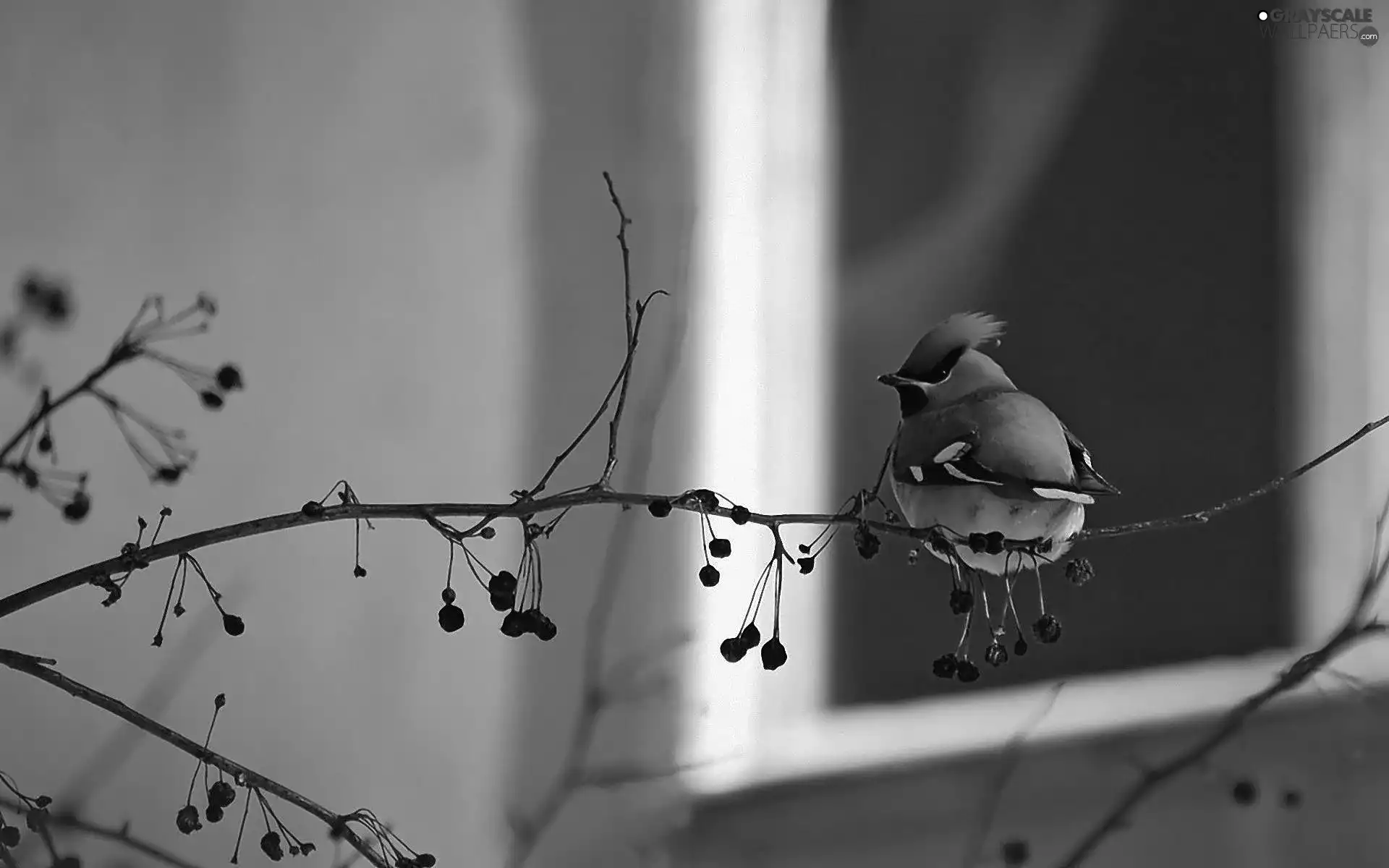 Waxwing, trees, viewes, twig